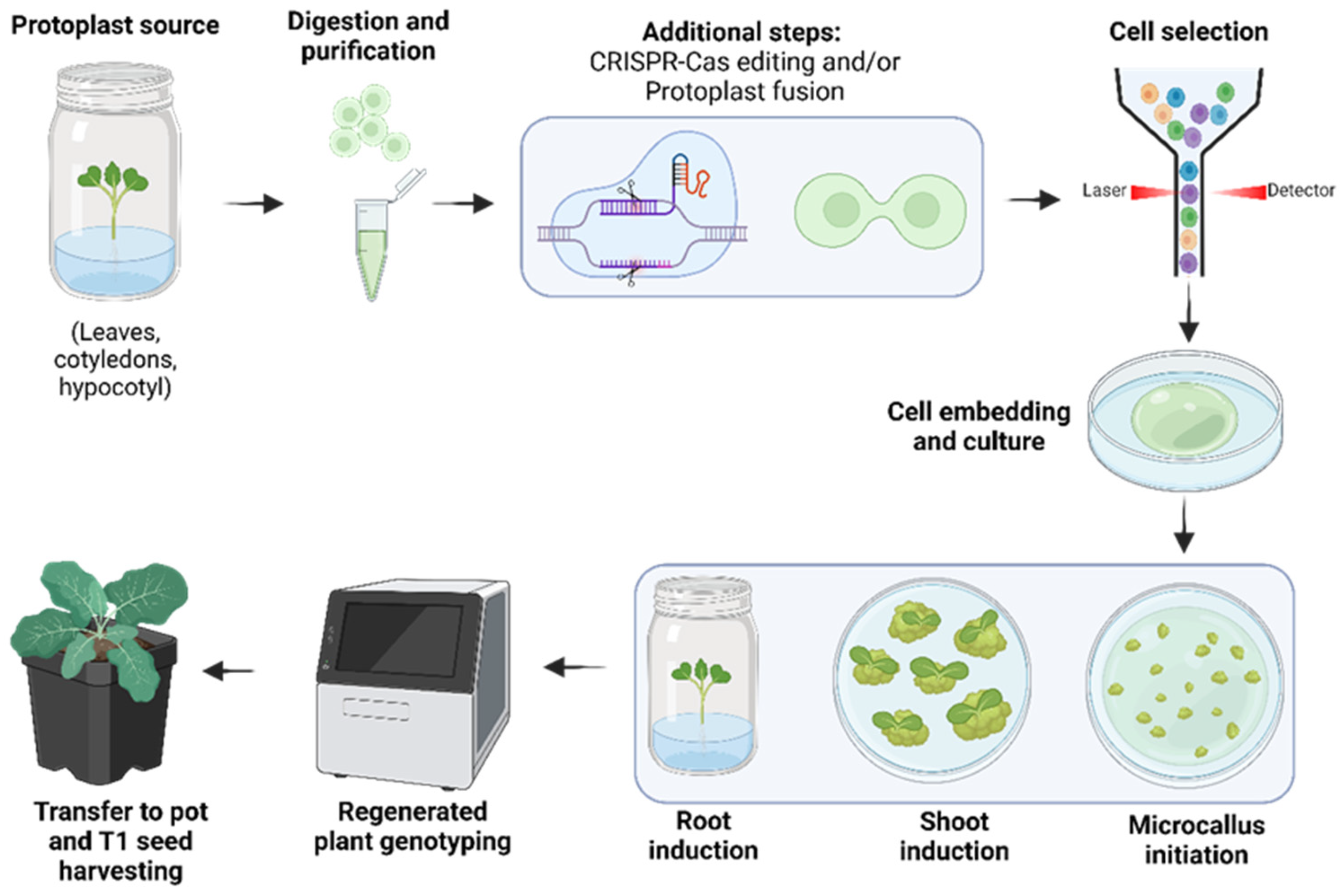 Plants 13 03247 g005