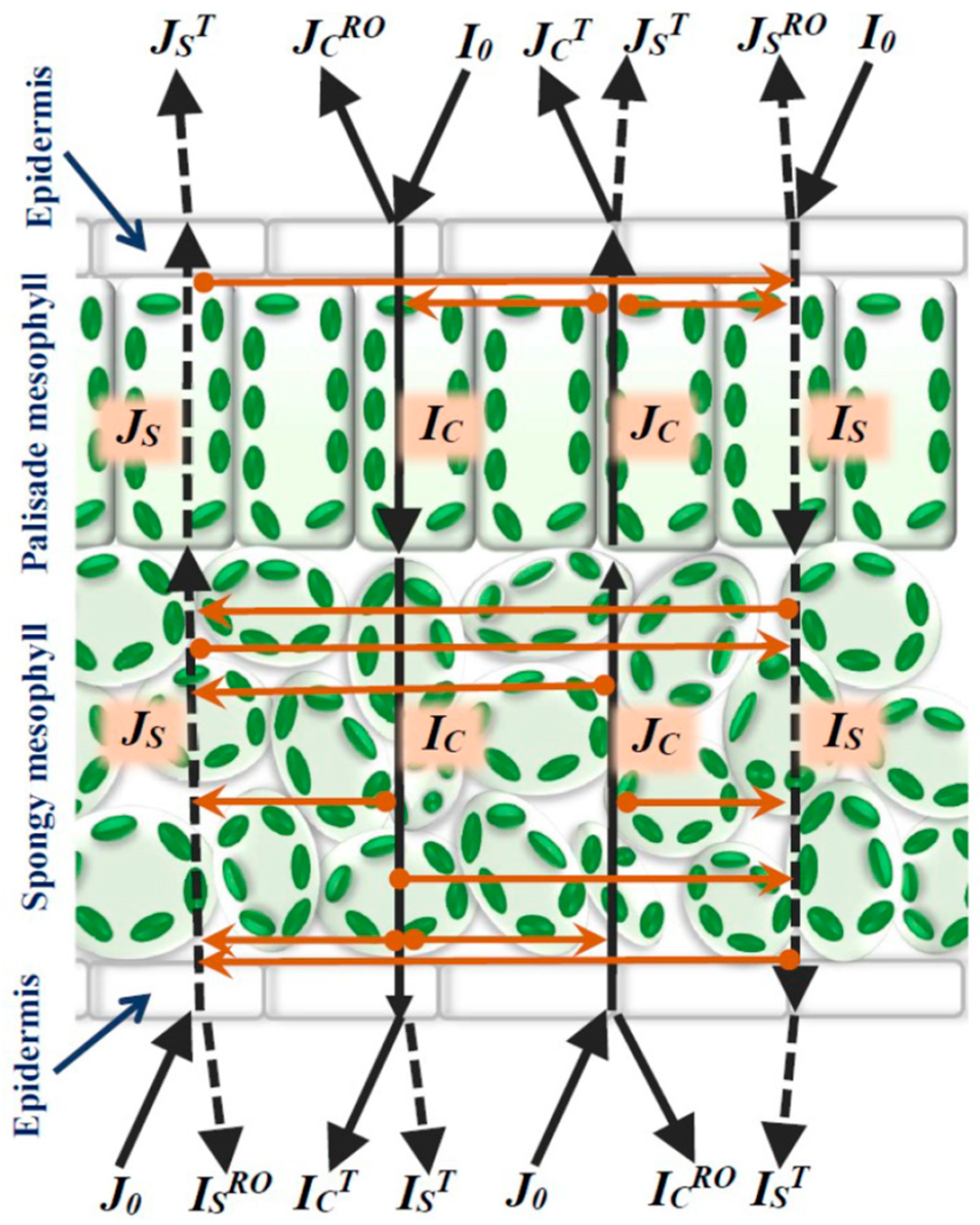 Plants 13 03258 g001