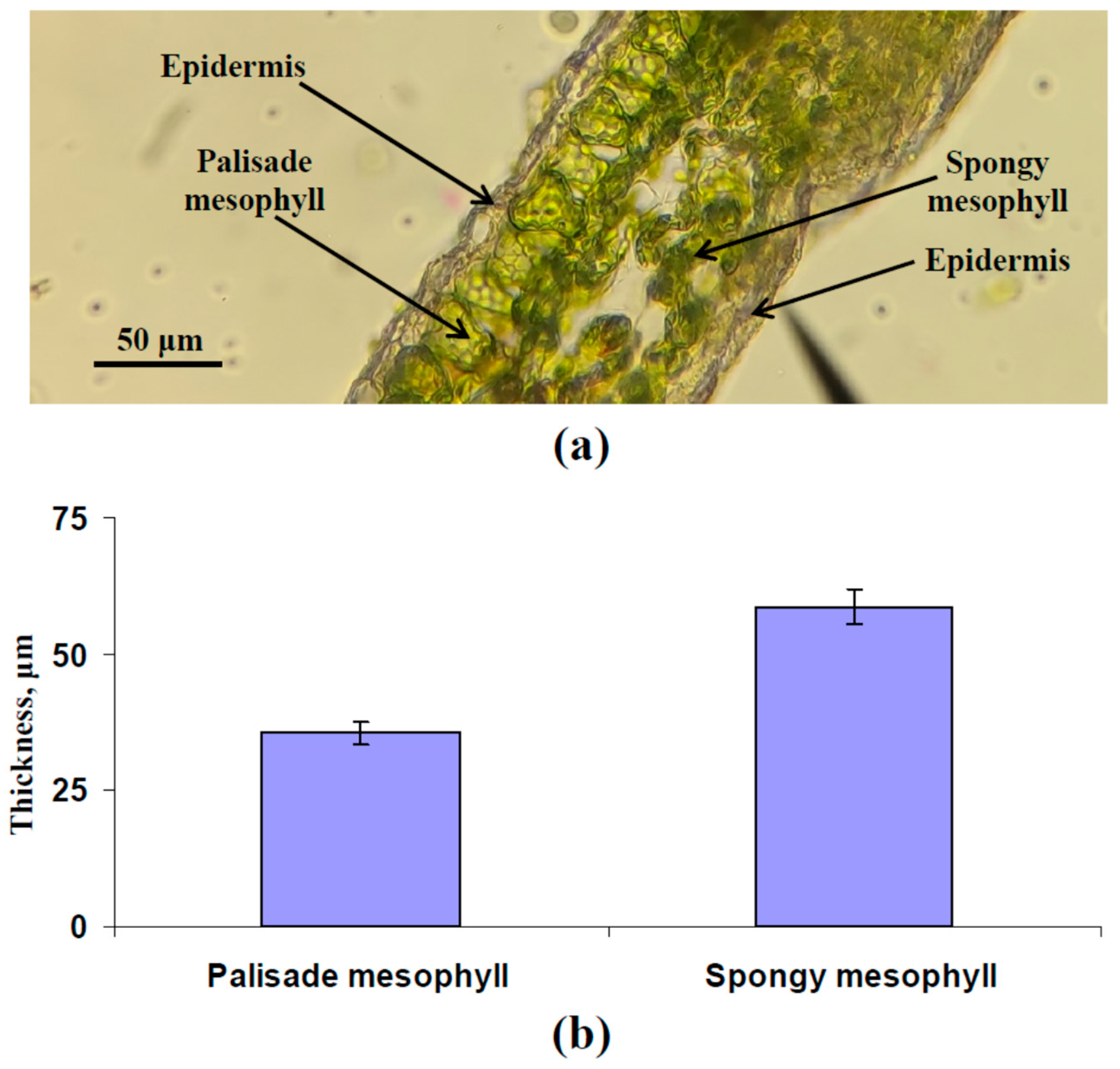 Plants 13 03258 g002