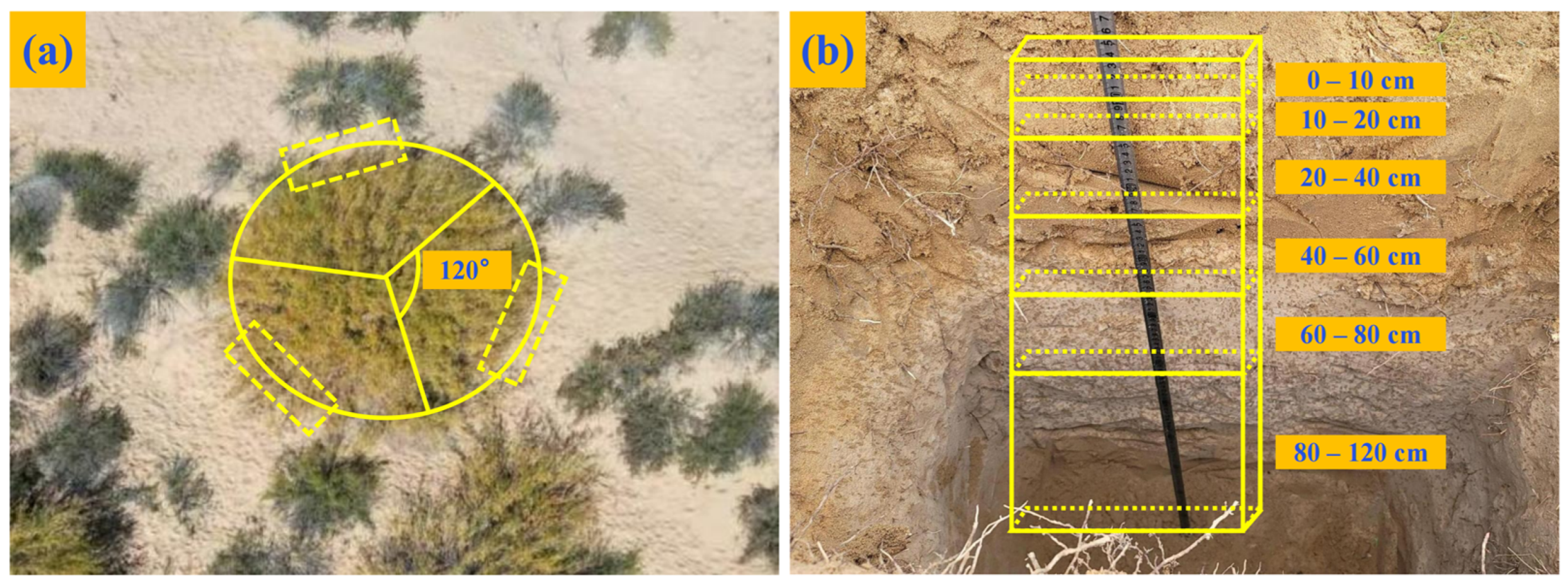 Plants 13 03261 g007