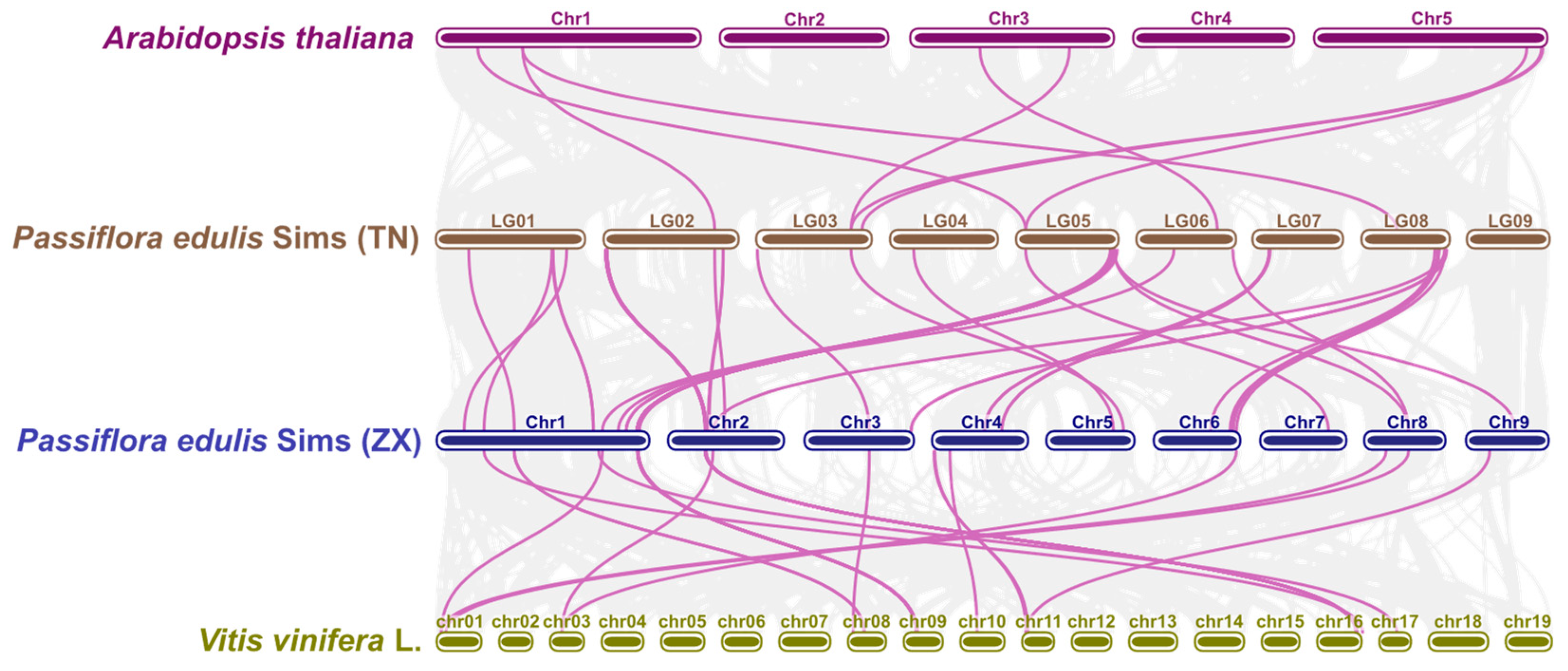 Plants 13 03264 g004