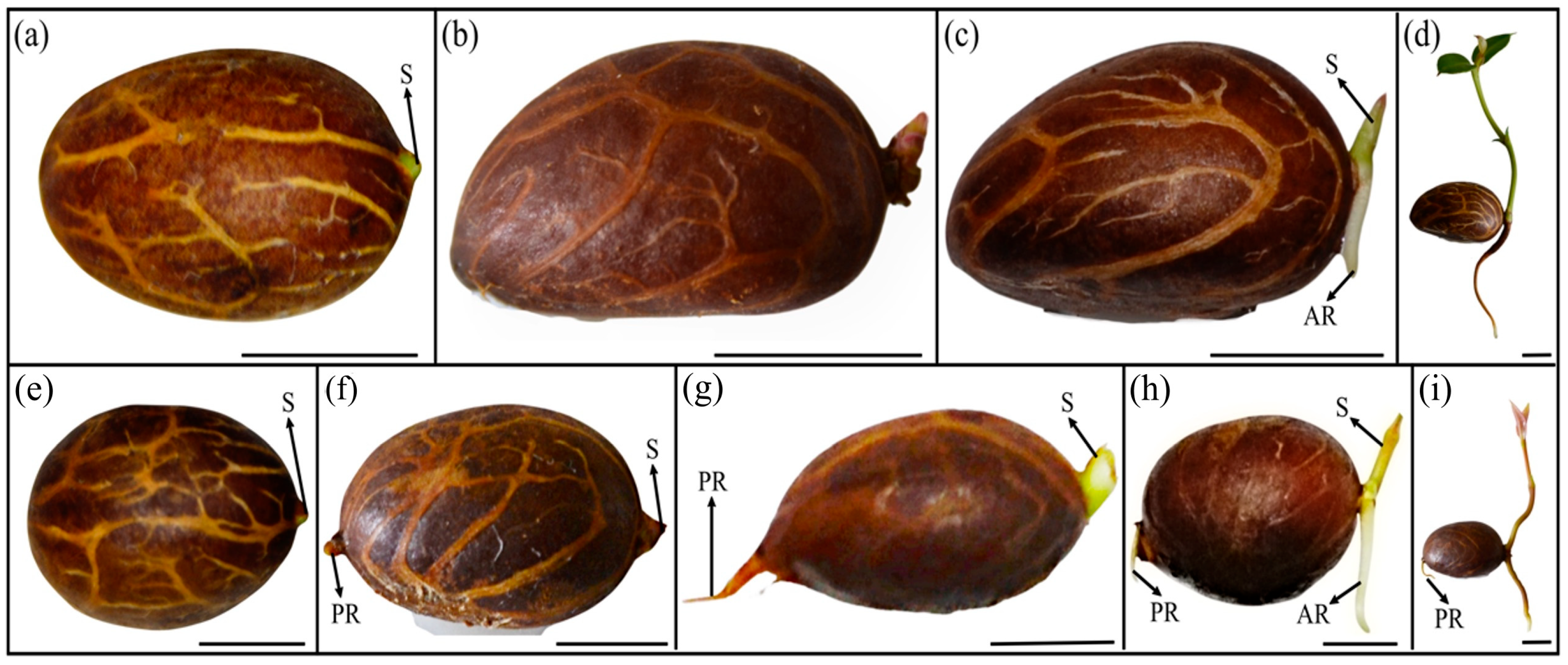 Plants 13 03269 g005
