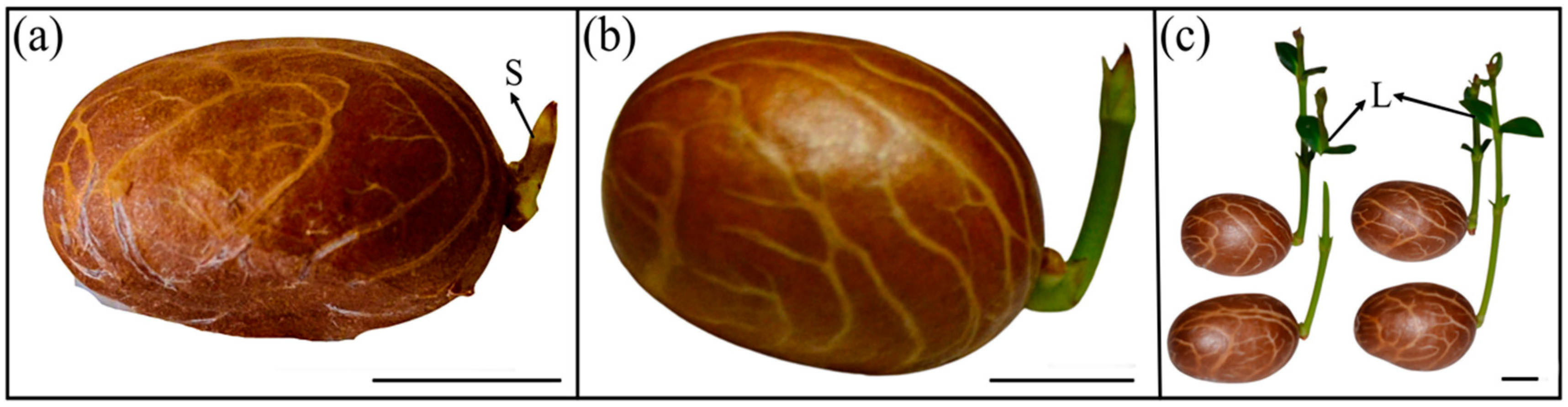 Plants 13 03269 g006