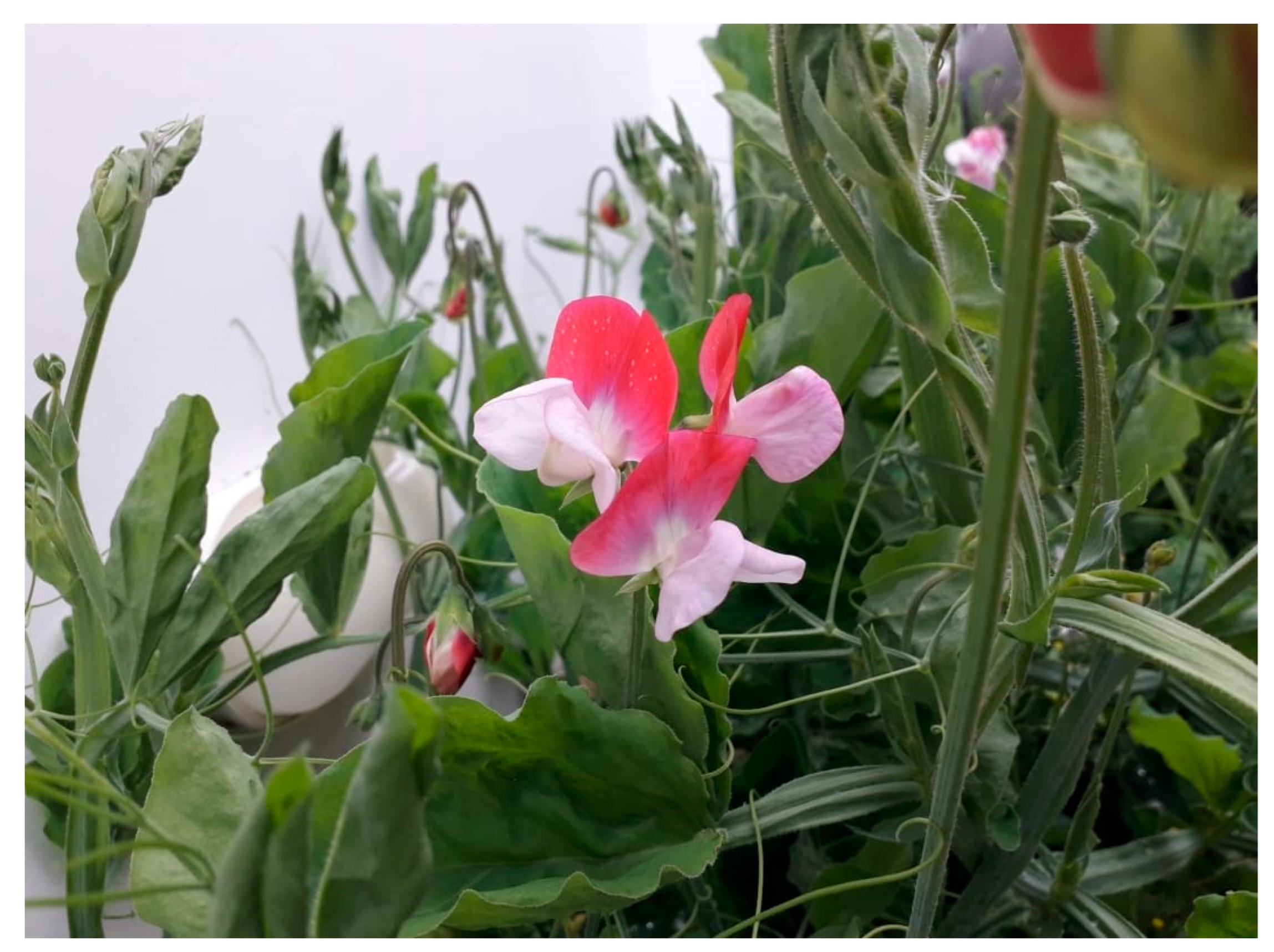 Plants 13 03272 g006