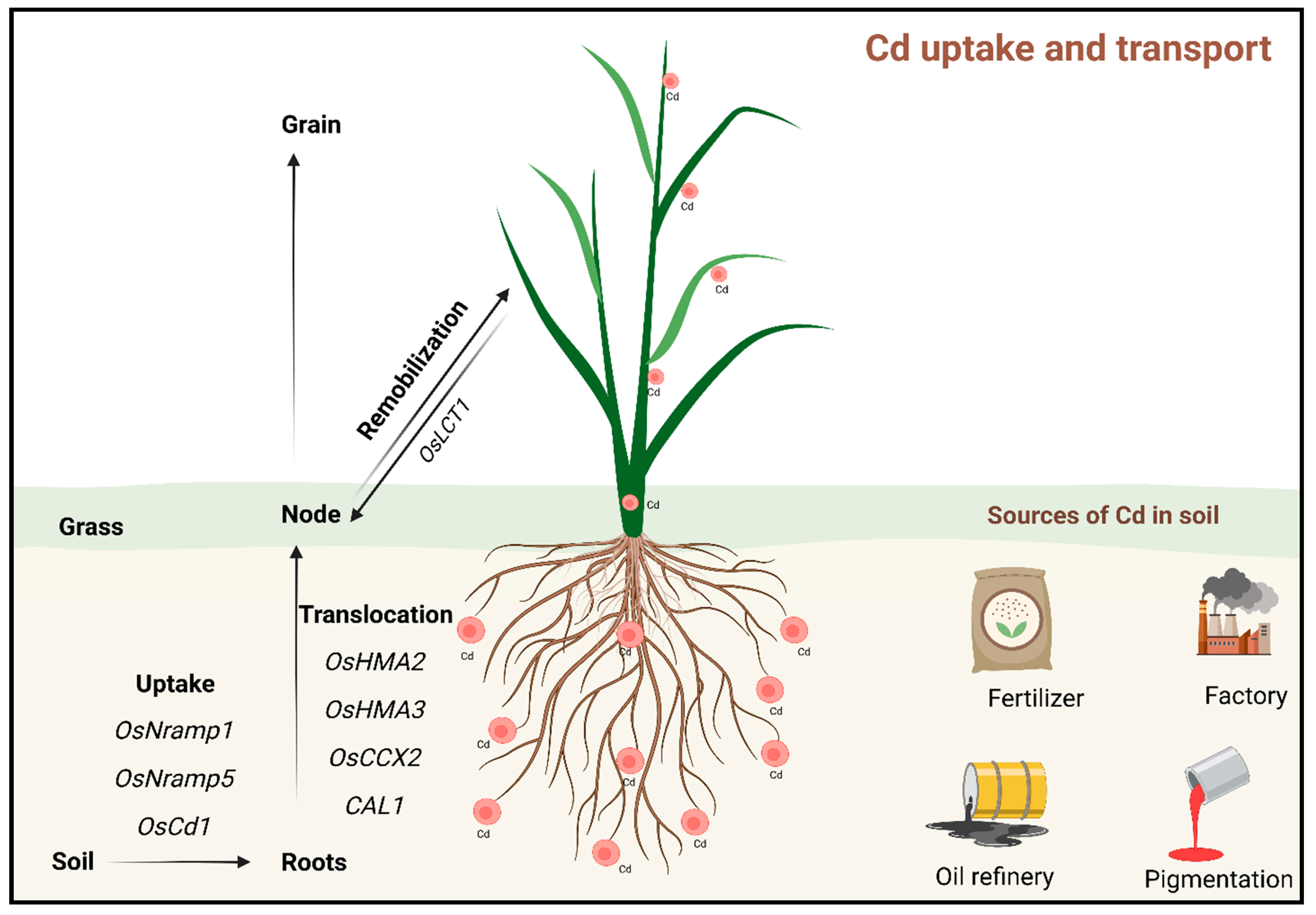 Plants 13 03289 g001