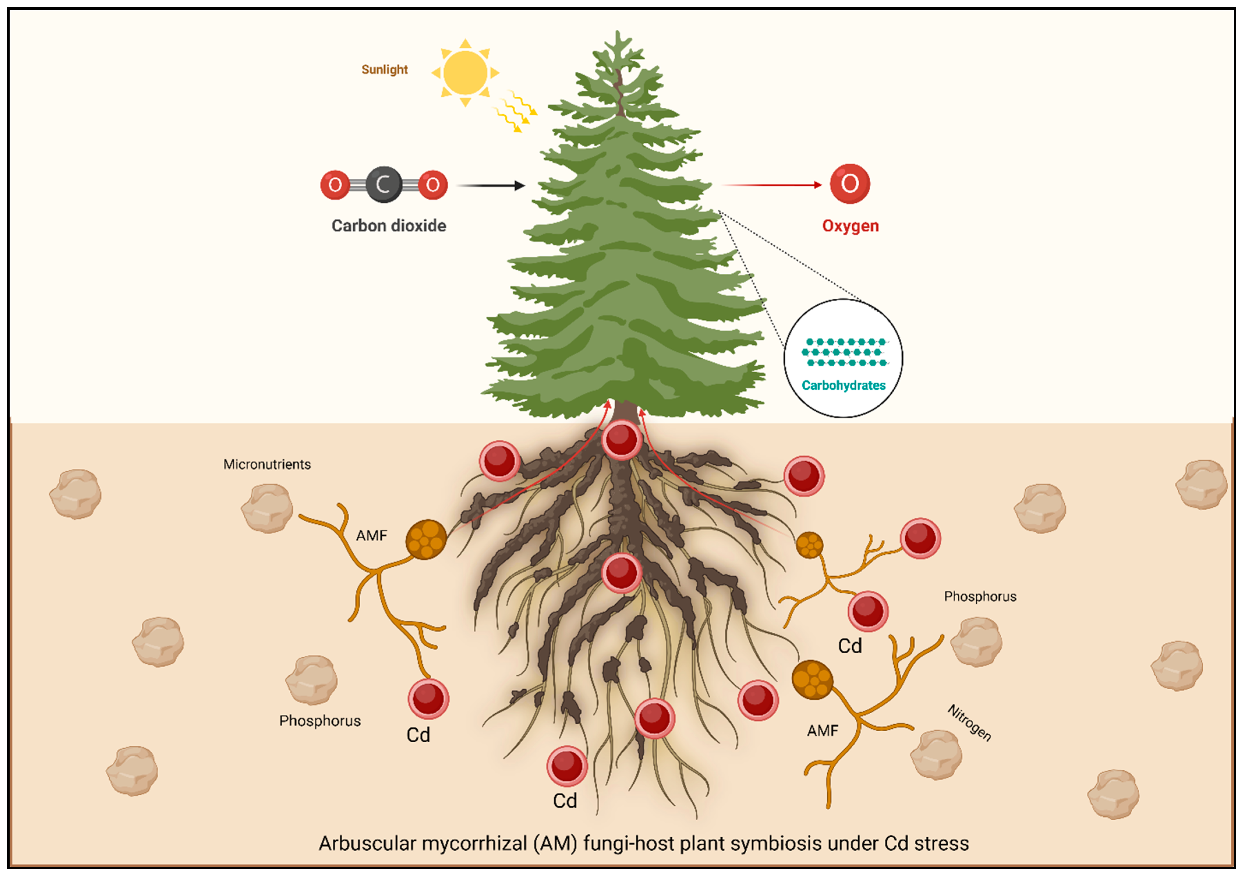 Plants 13 03289 g002