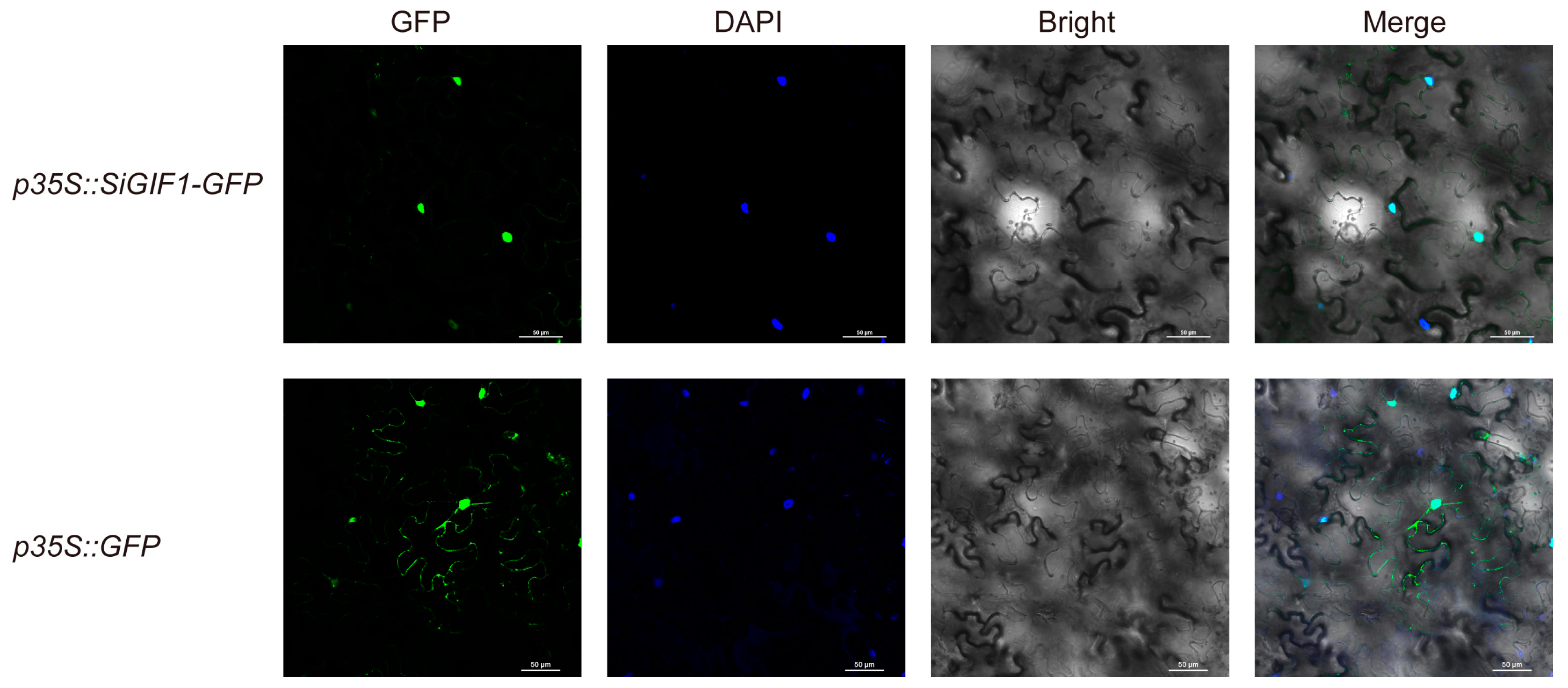 Plants 13 03294 g006