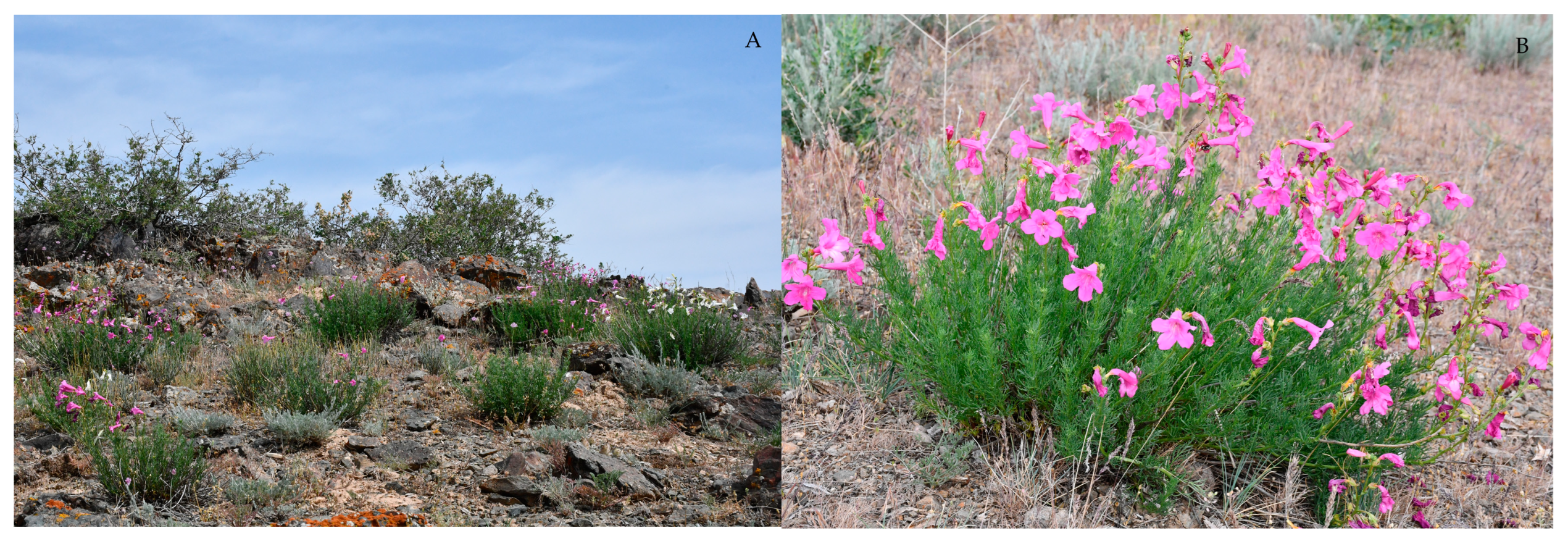 Plants 13 03299 g001 Plants 13 03299 g001