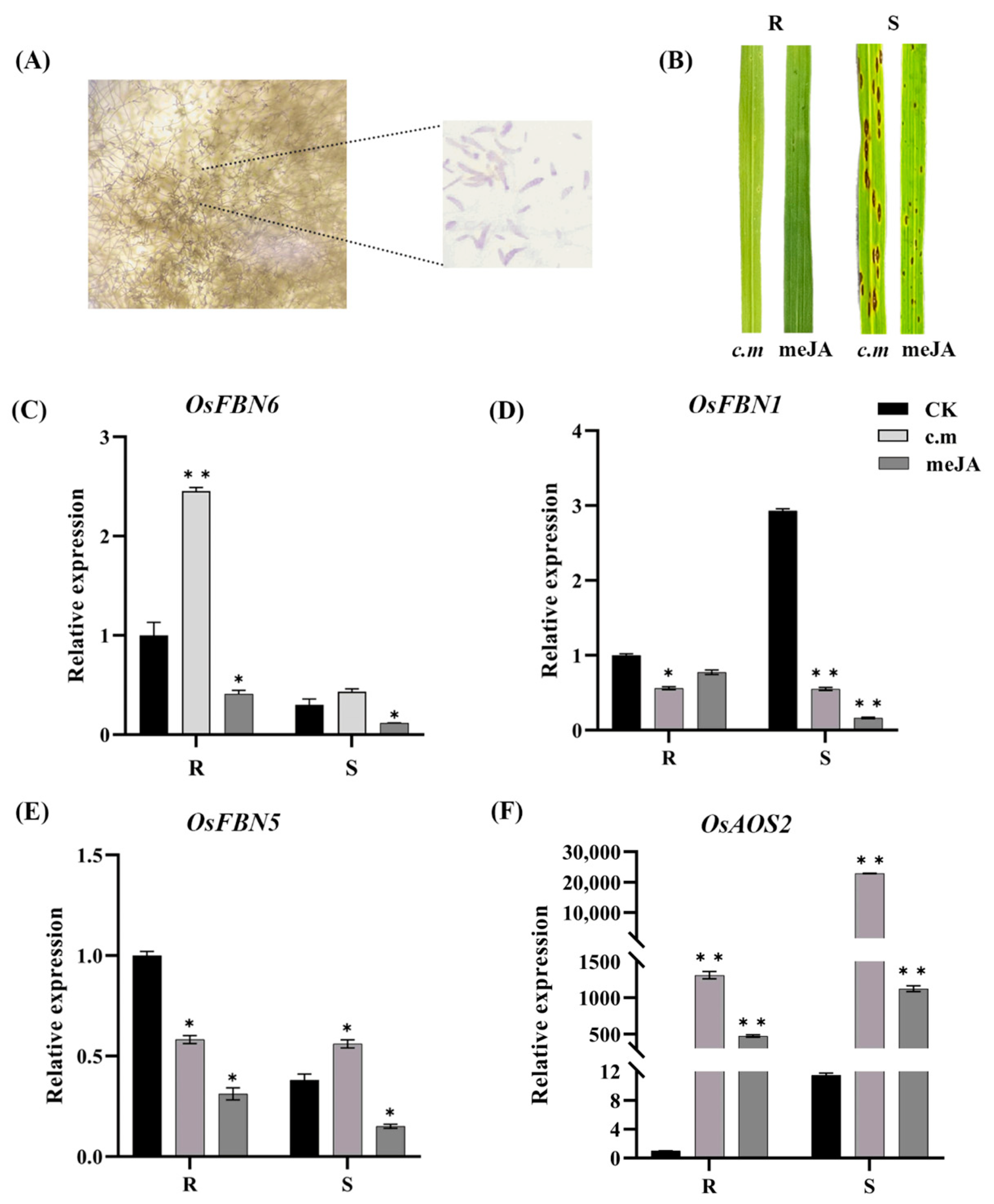 Plants 13 03302 g001 Plants 13 03302 g001
