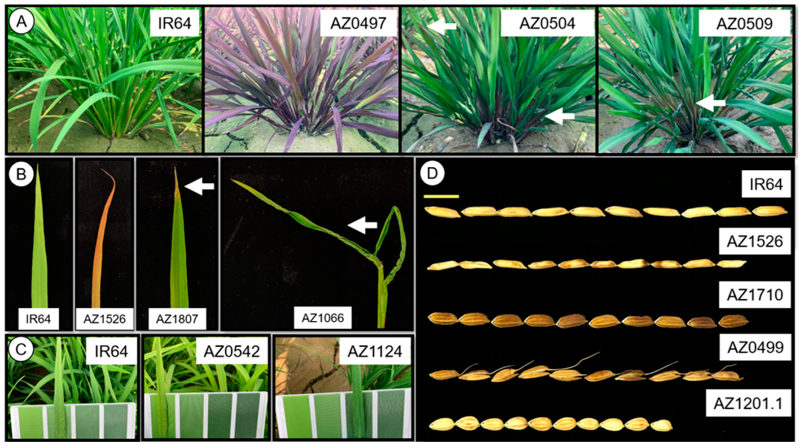 Plants 13 03303 g002 Plants 13 03303 g002