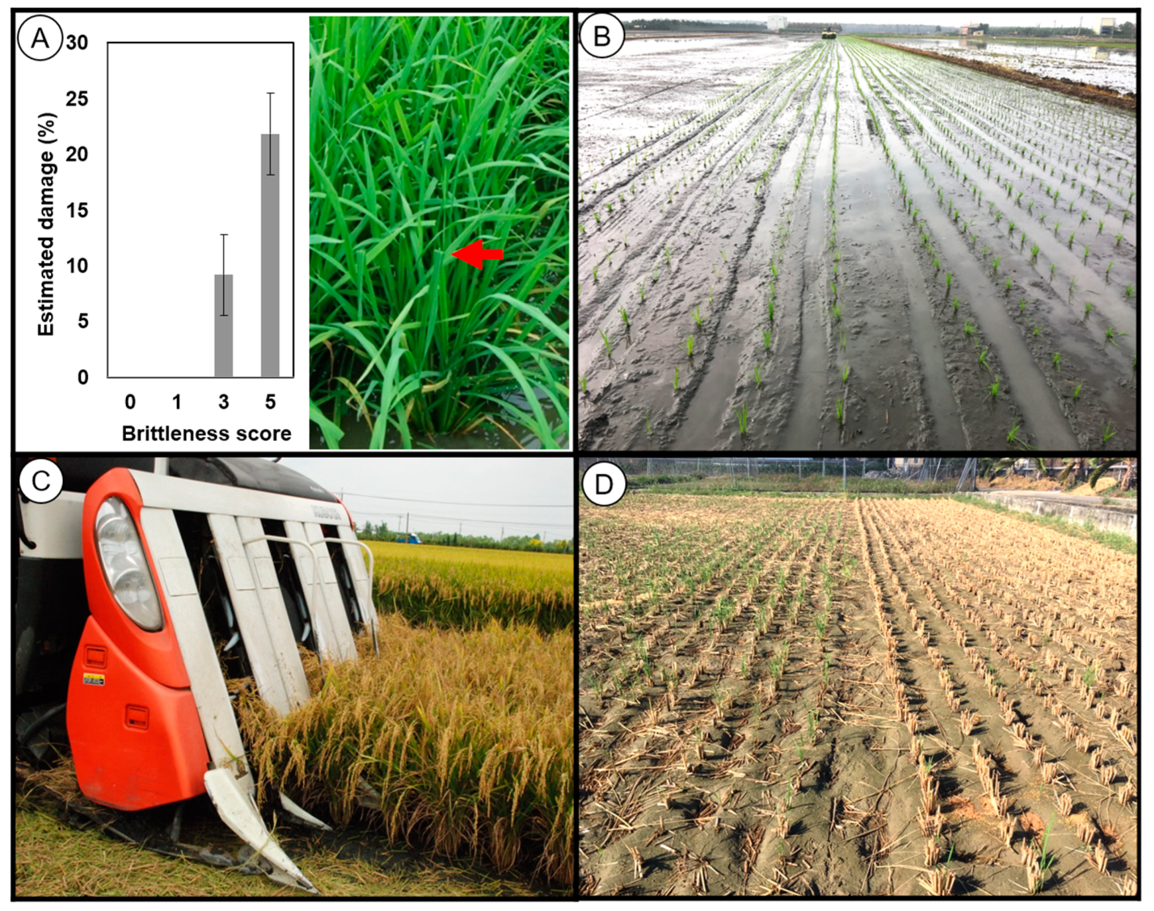 Plants 13 03303 g005 Plants 13 03303 g005