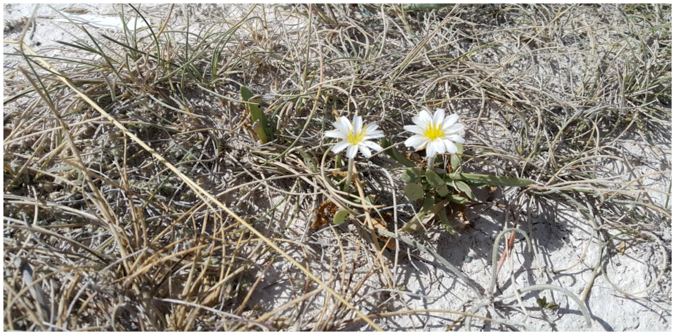 Plants 13 03304 g001