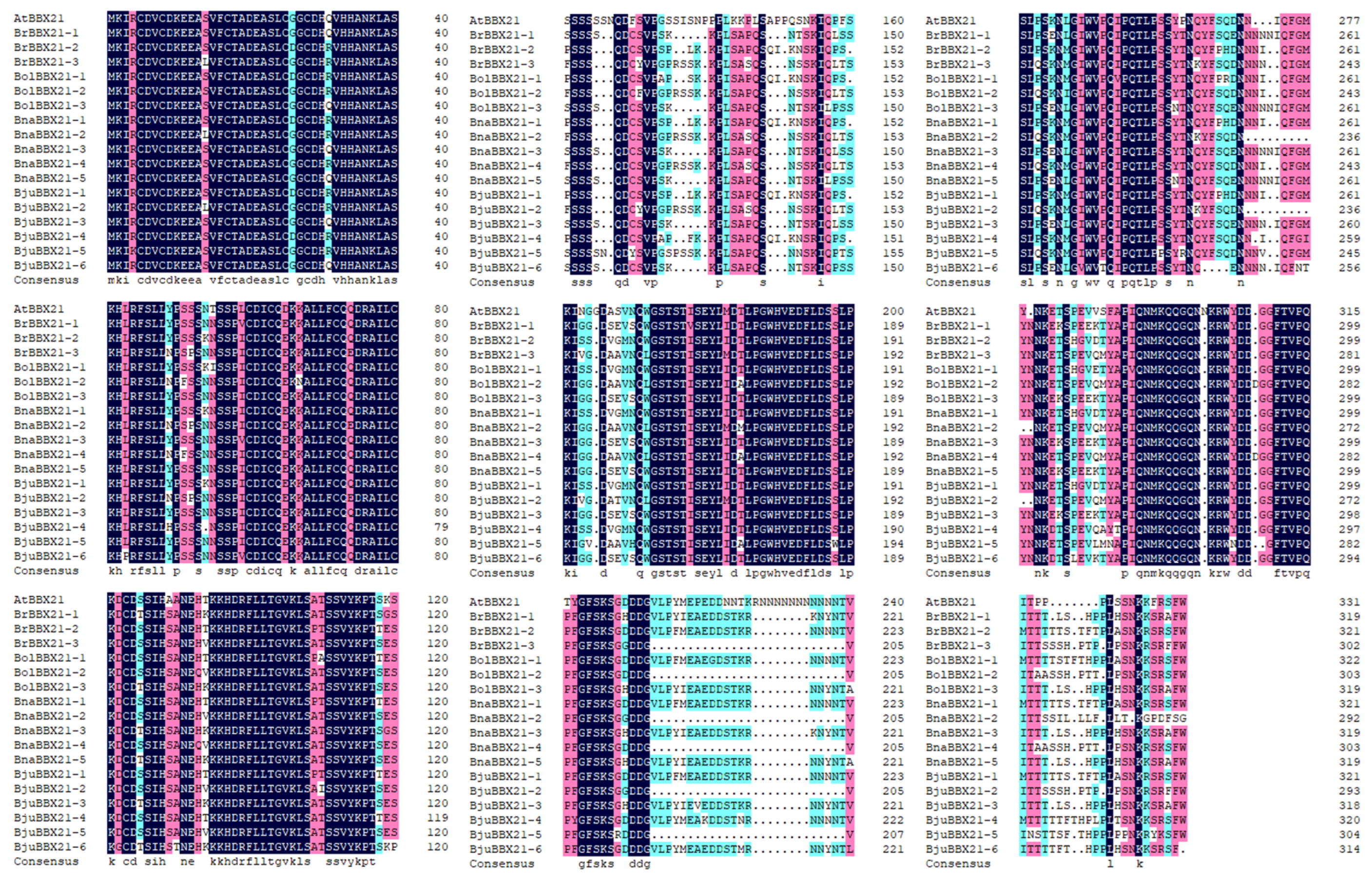 Plants 13 03306 g001