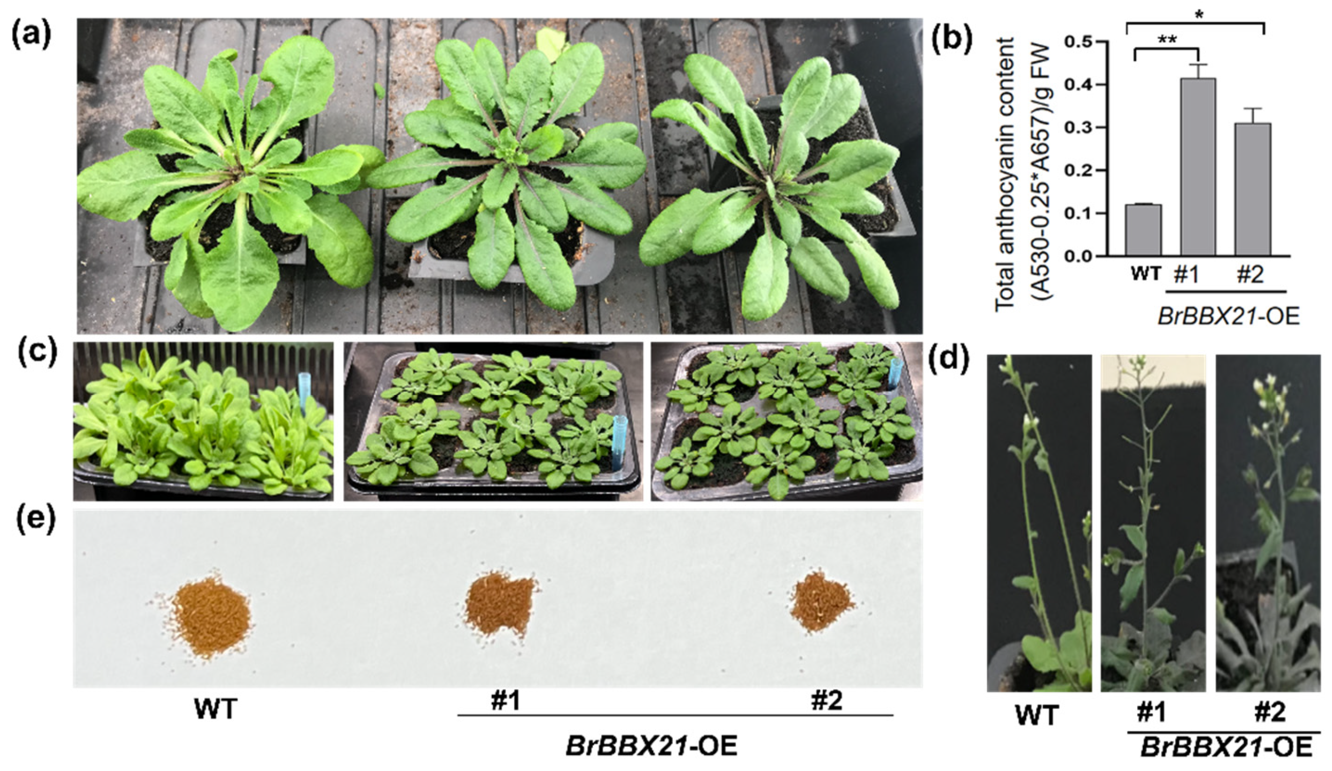 Plants 13 03306 g005