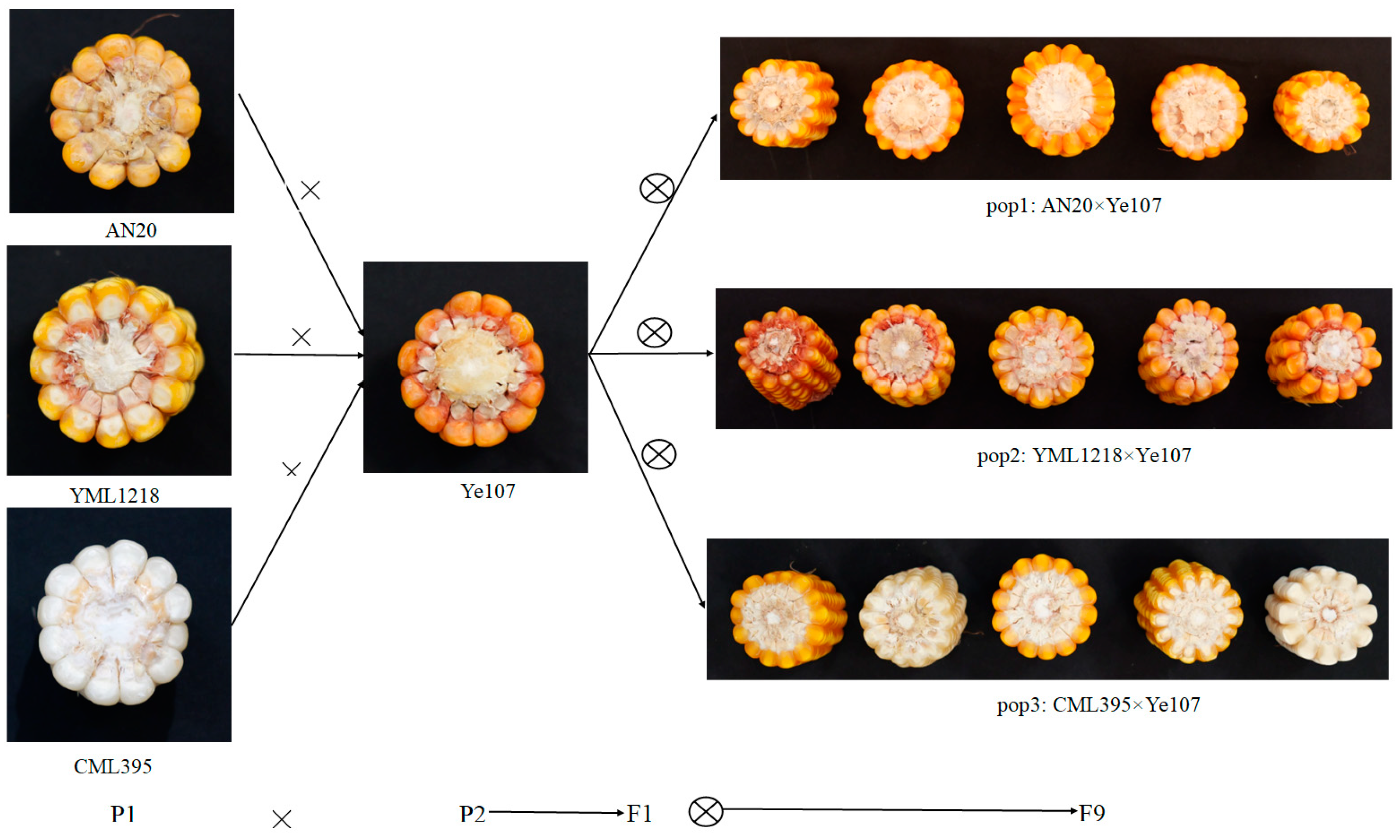 Plants 13 03308 g009