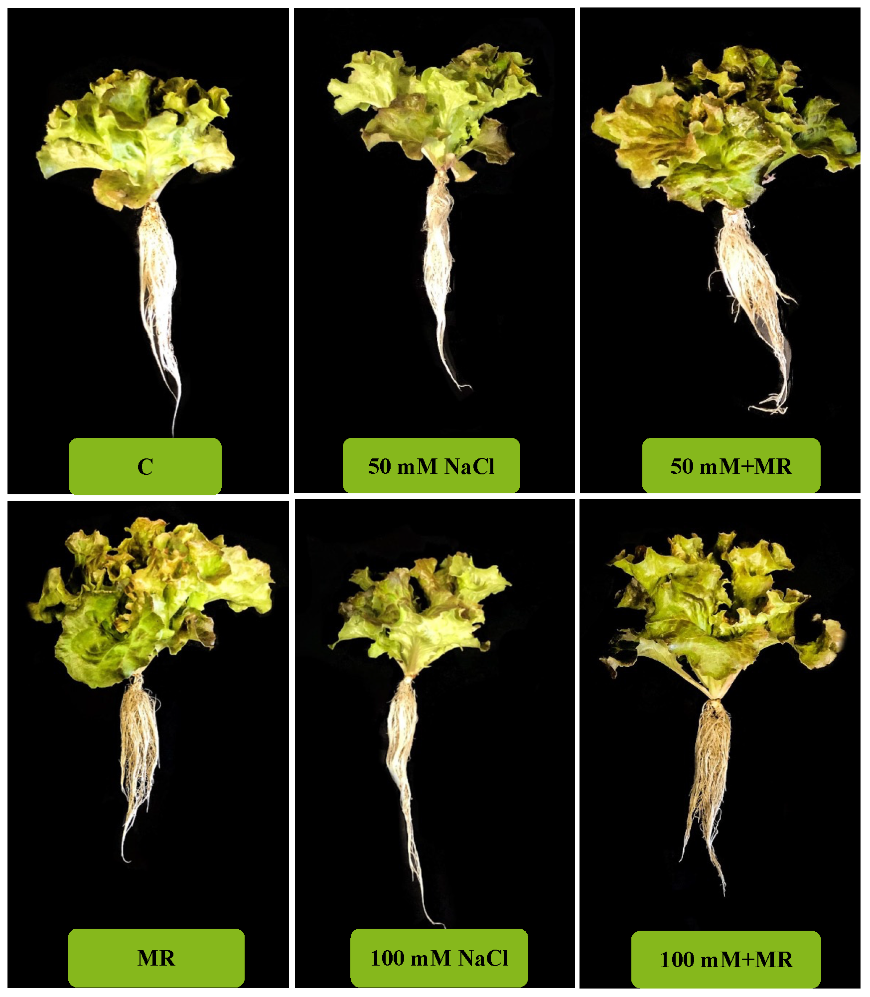 Plants 13 03311 g005