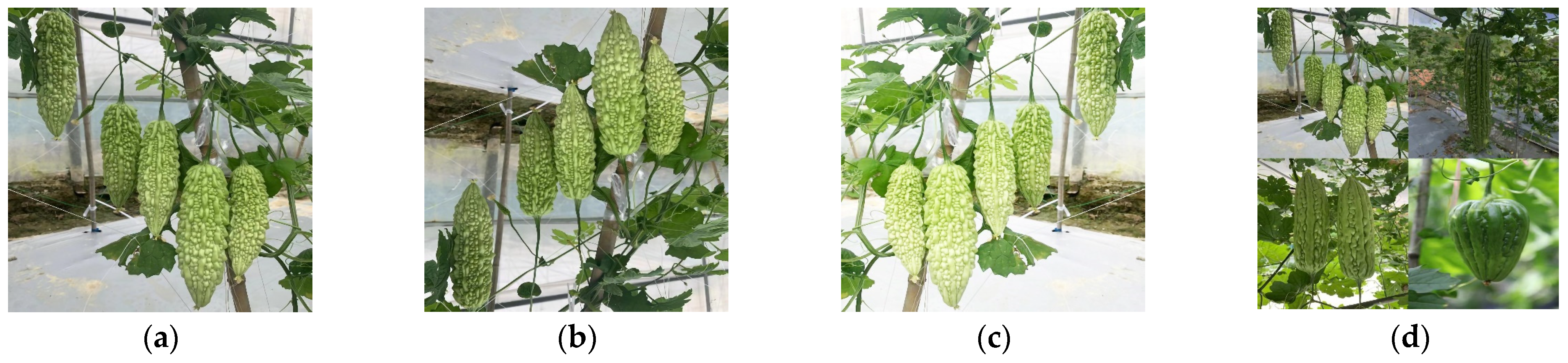 Plants 13 03329 g002 Plants 13 03329 g002