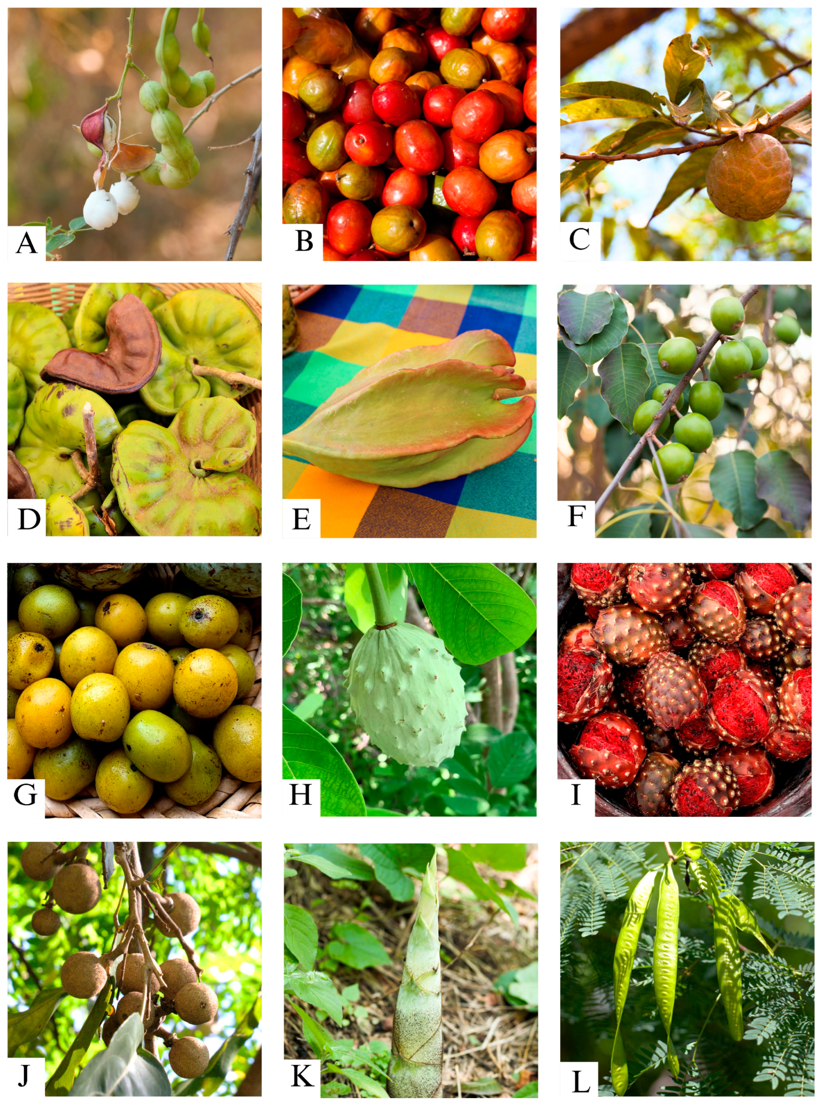 Plants 13 03334 g001 Plants 13 03334 g001