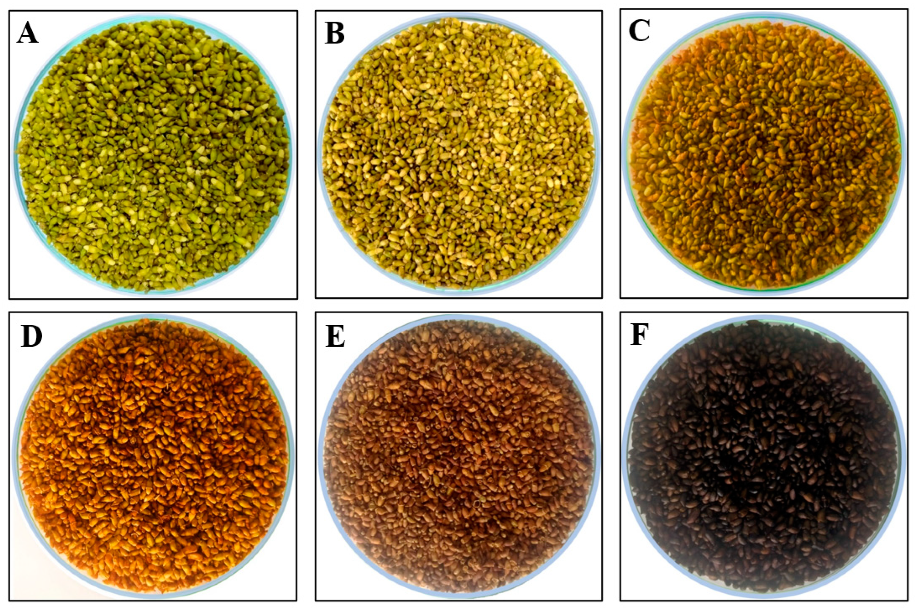 Plants 13 03337 g005