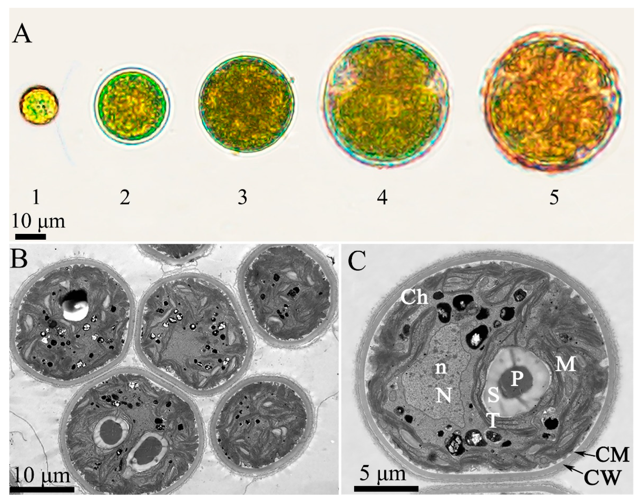 Plants 13 03338 g001