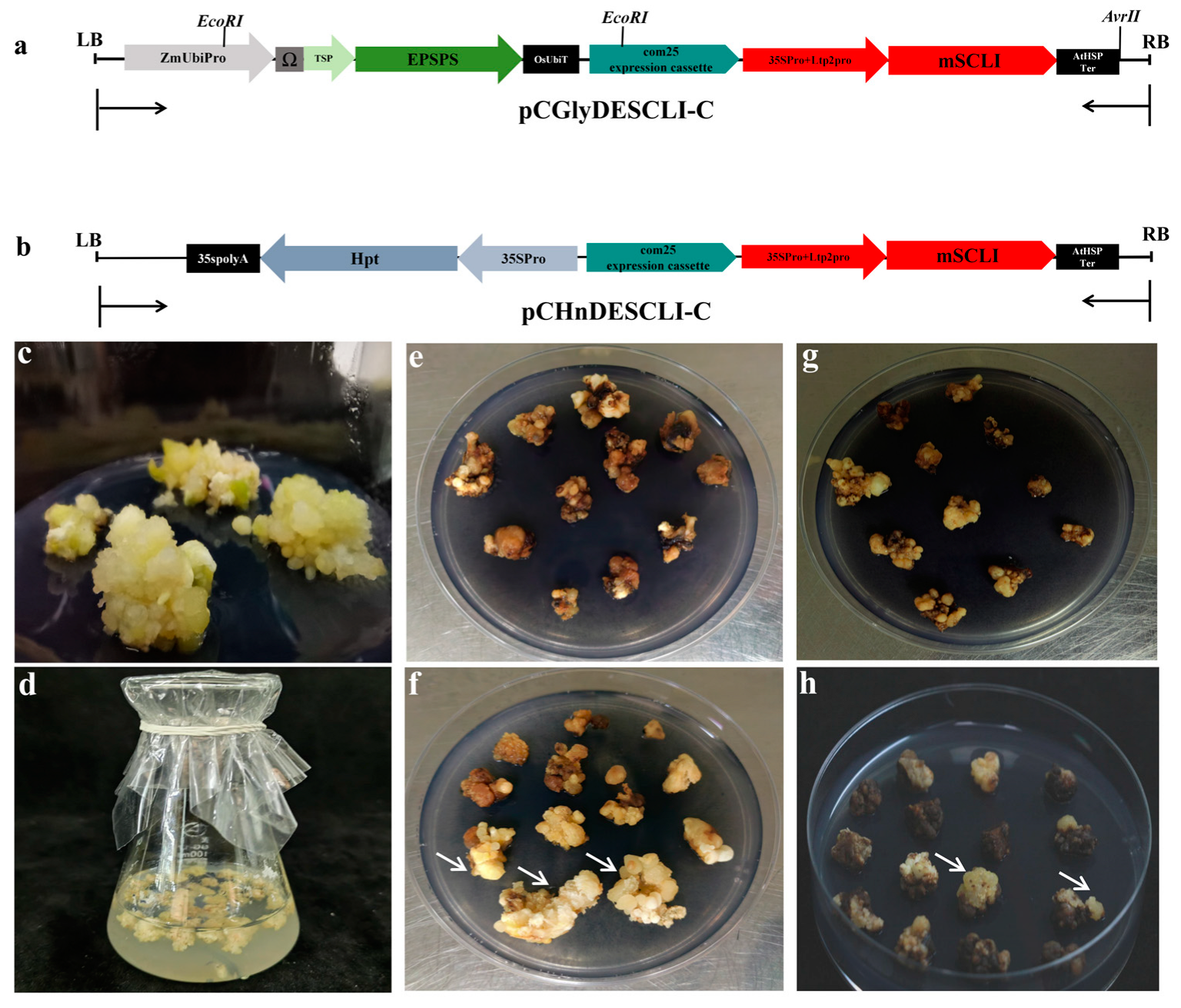 Plants 13 03343 g002