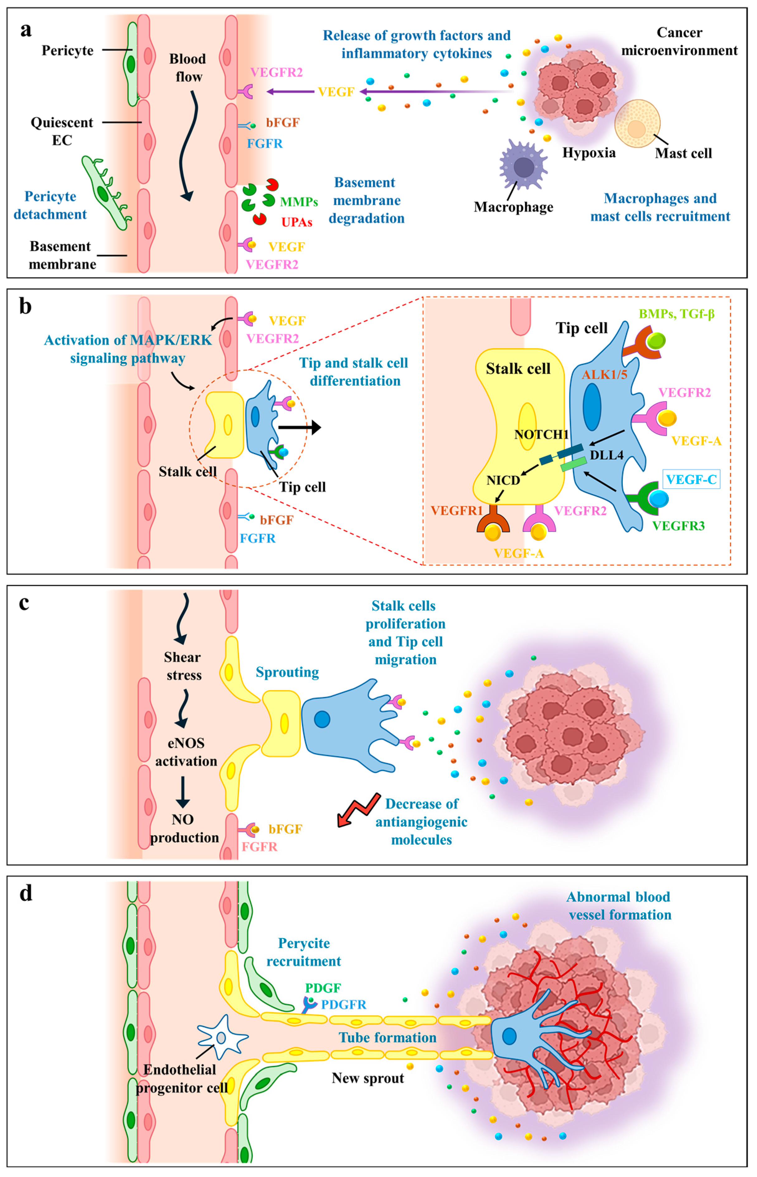 Plants 13 03350 g001