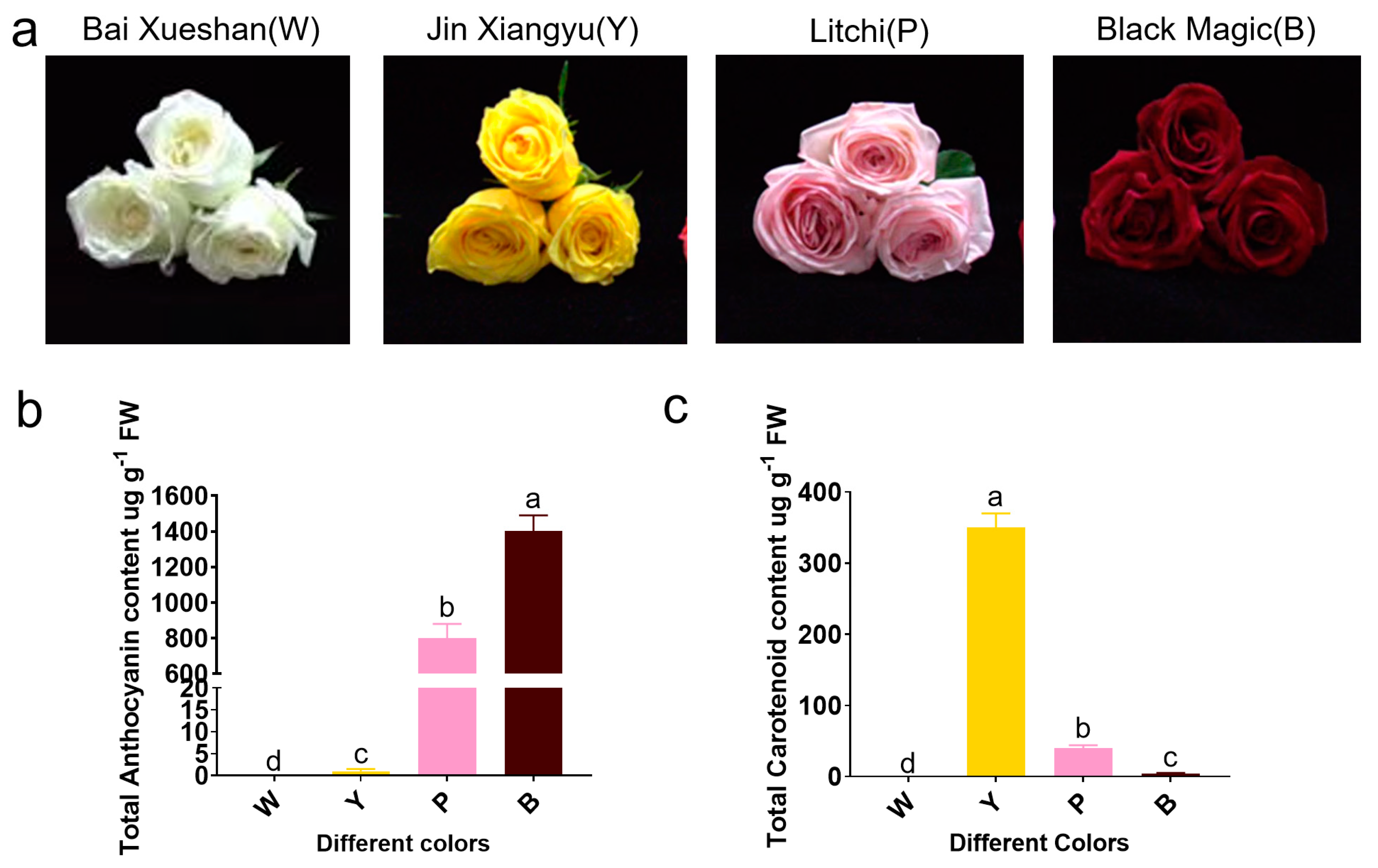 Plants 13 03353 g001