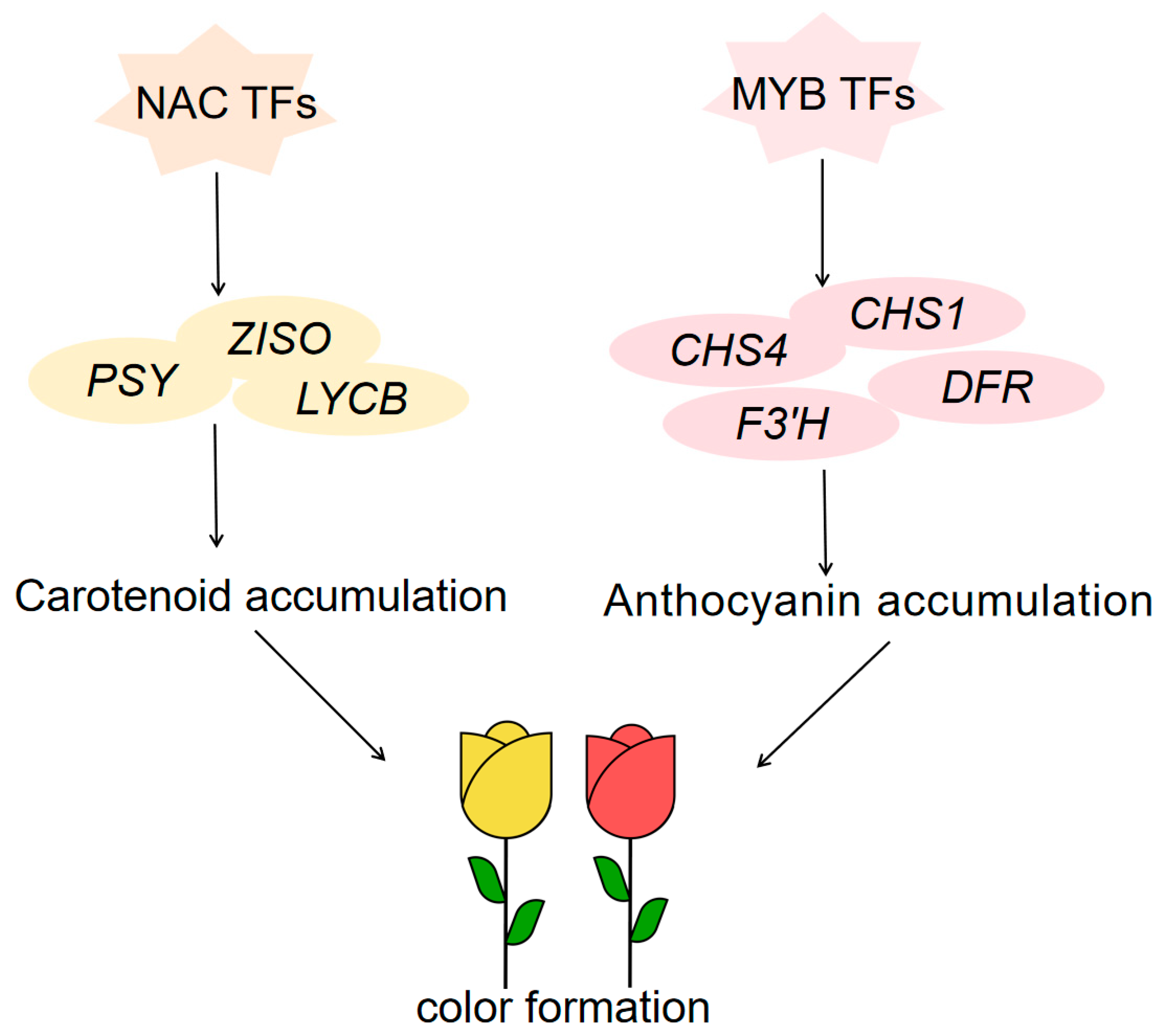 Plants 13 03353 g008