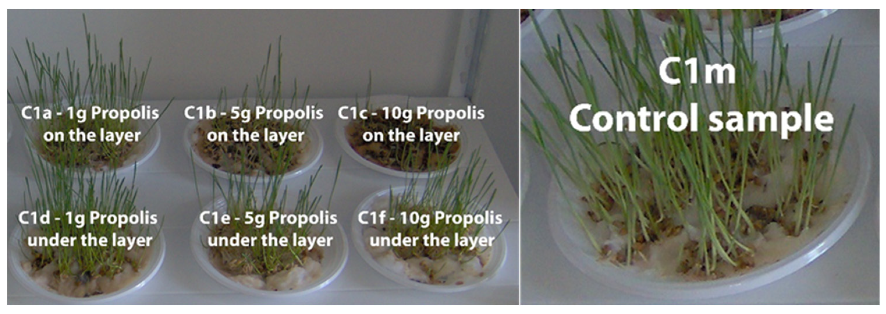 Plants 13 03355 g004