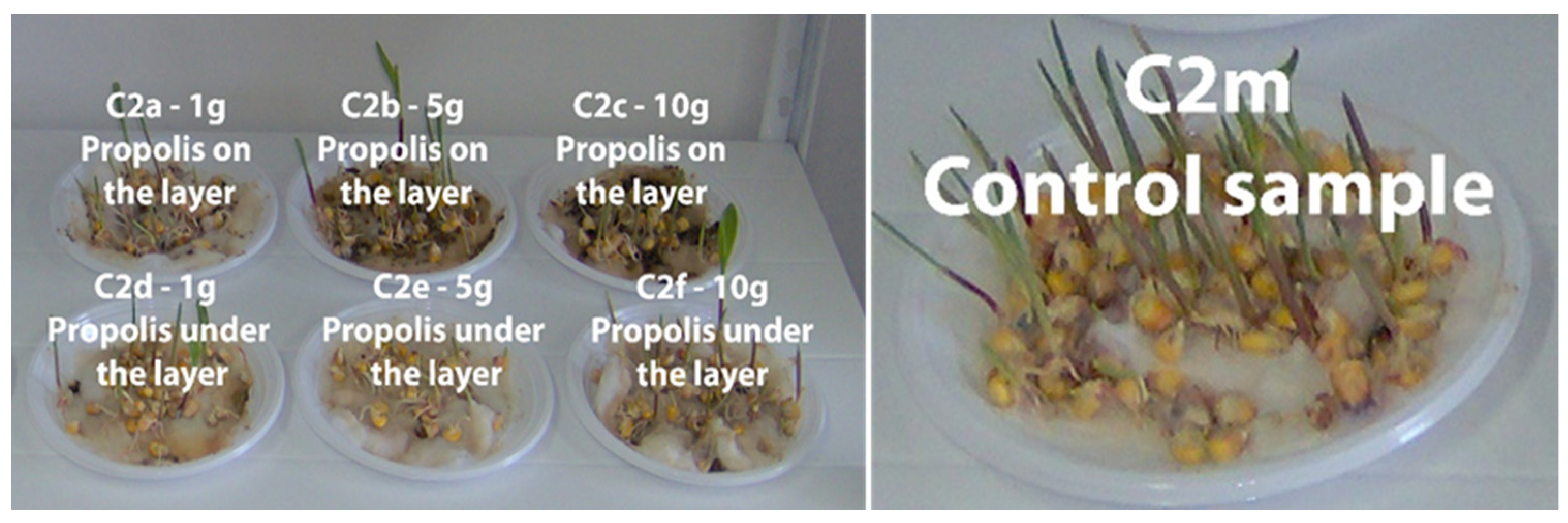 Plants 13 03355 g005