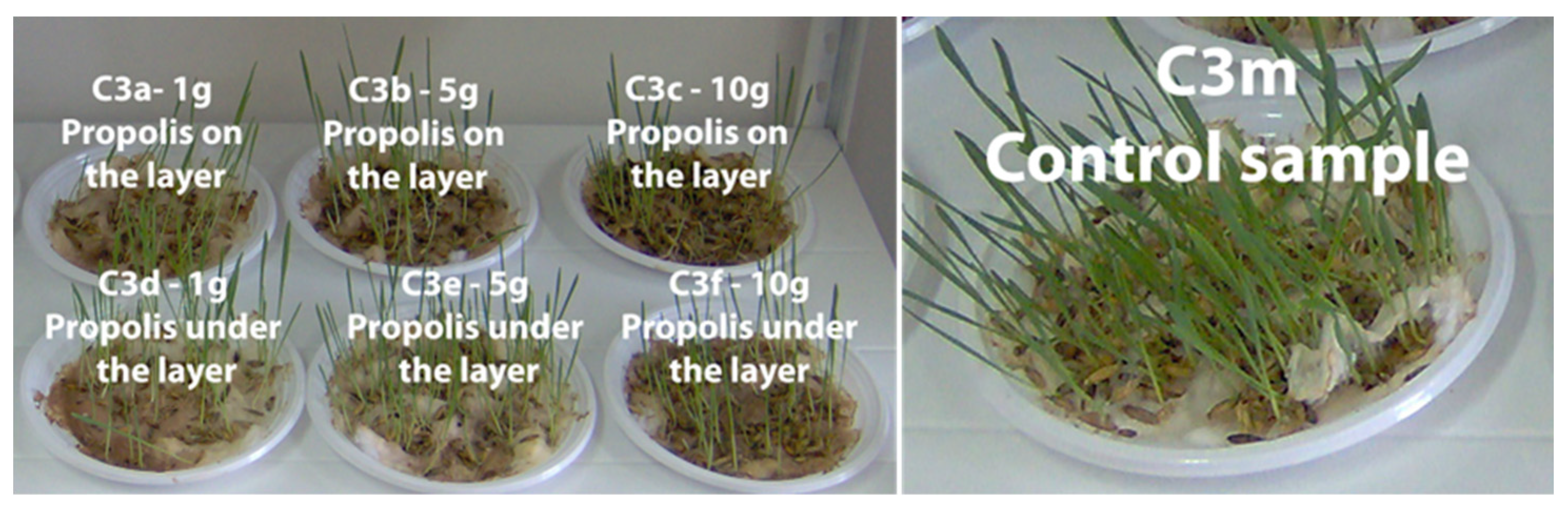 Plants 13 03355 g006