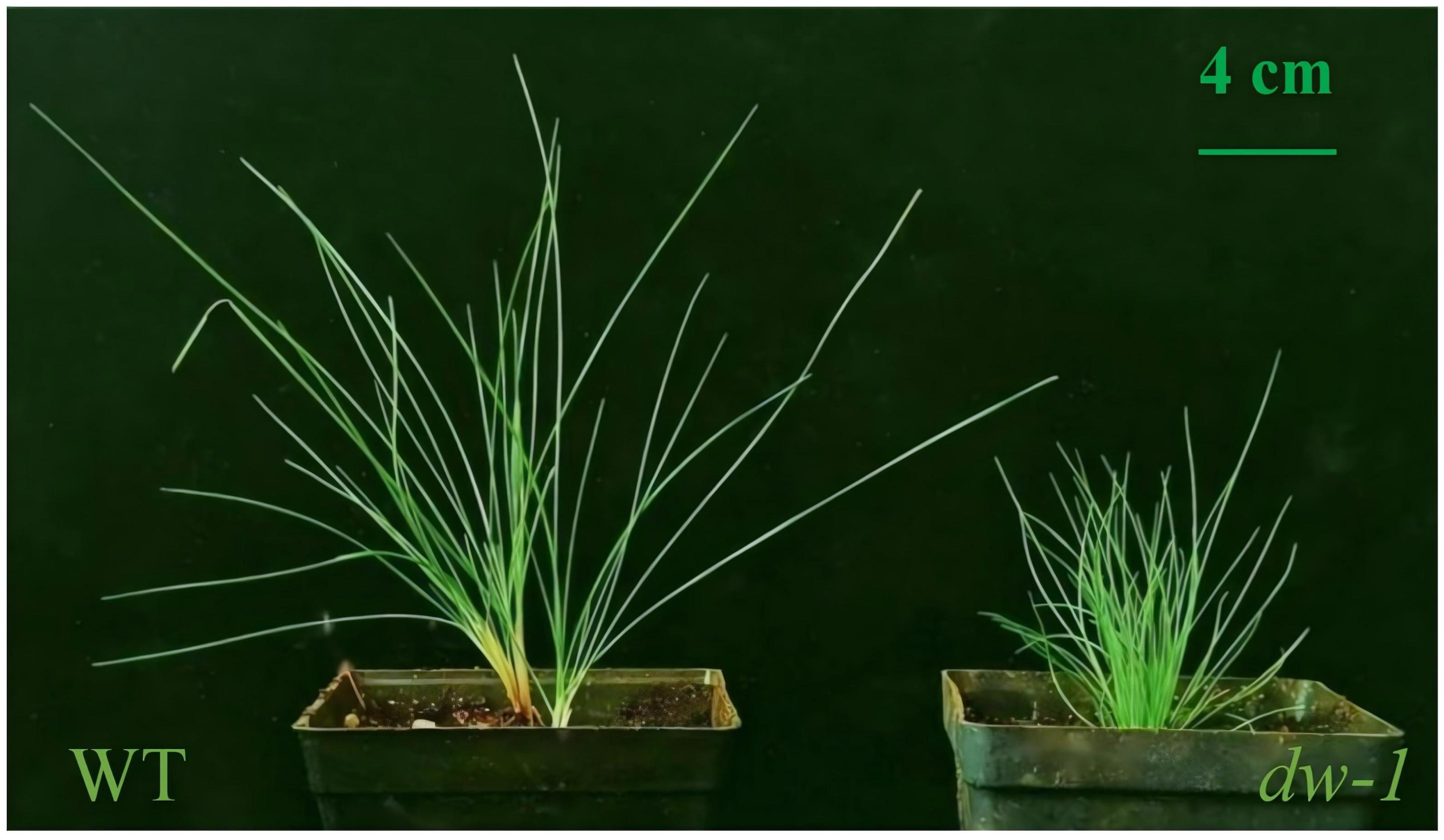 Plants 13 03357 g001