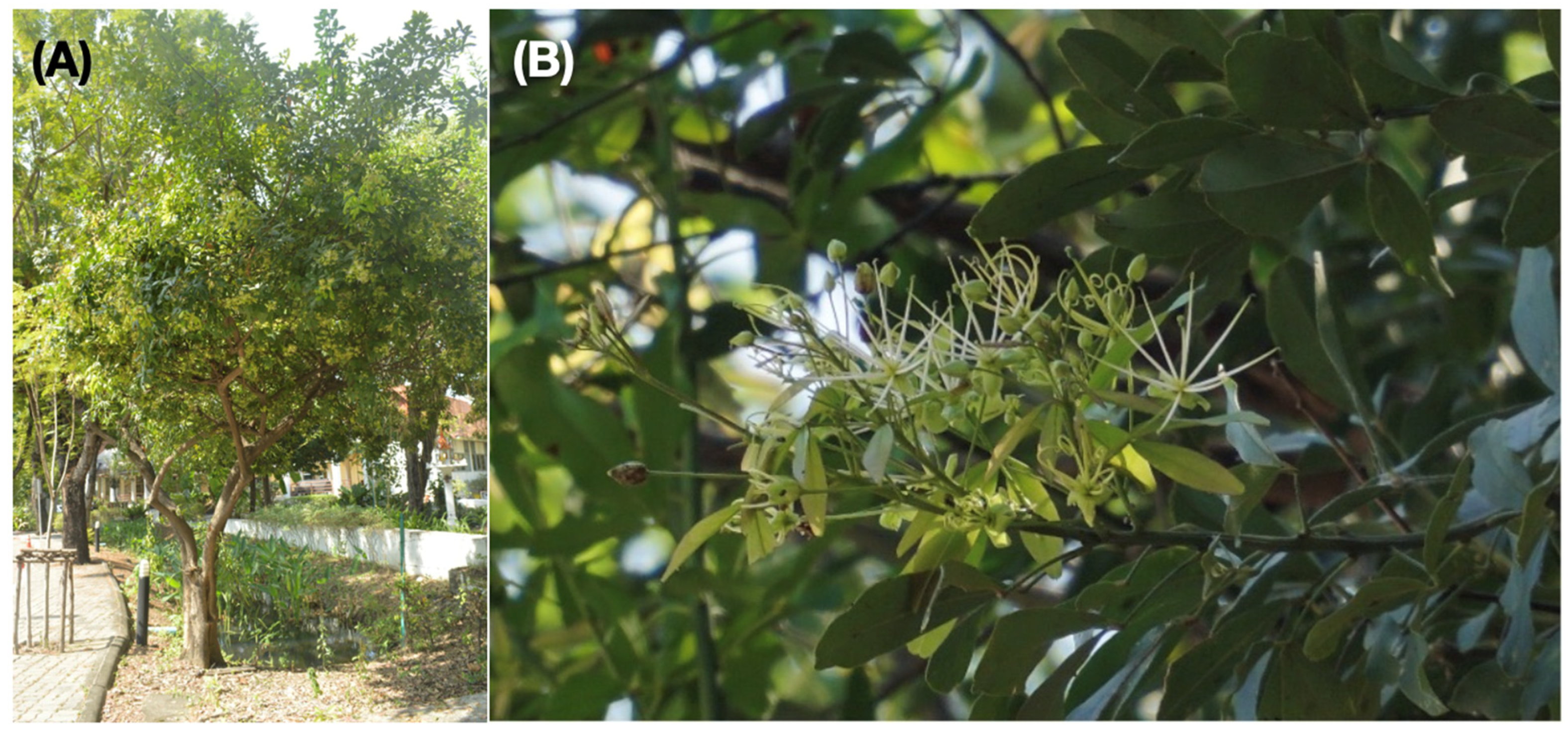 Plants 13 03359 g001