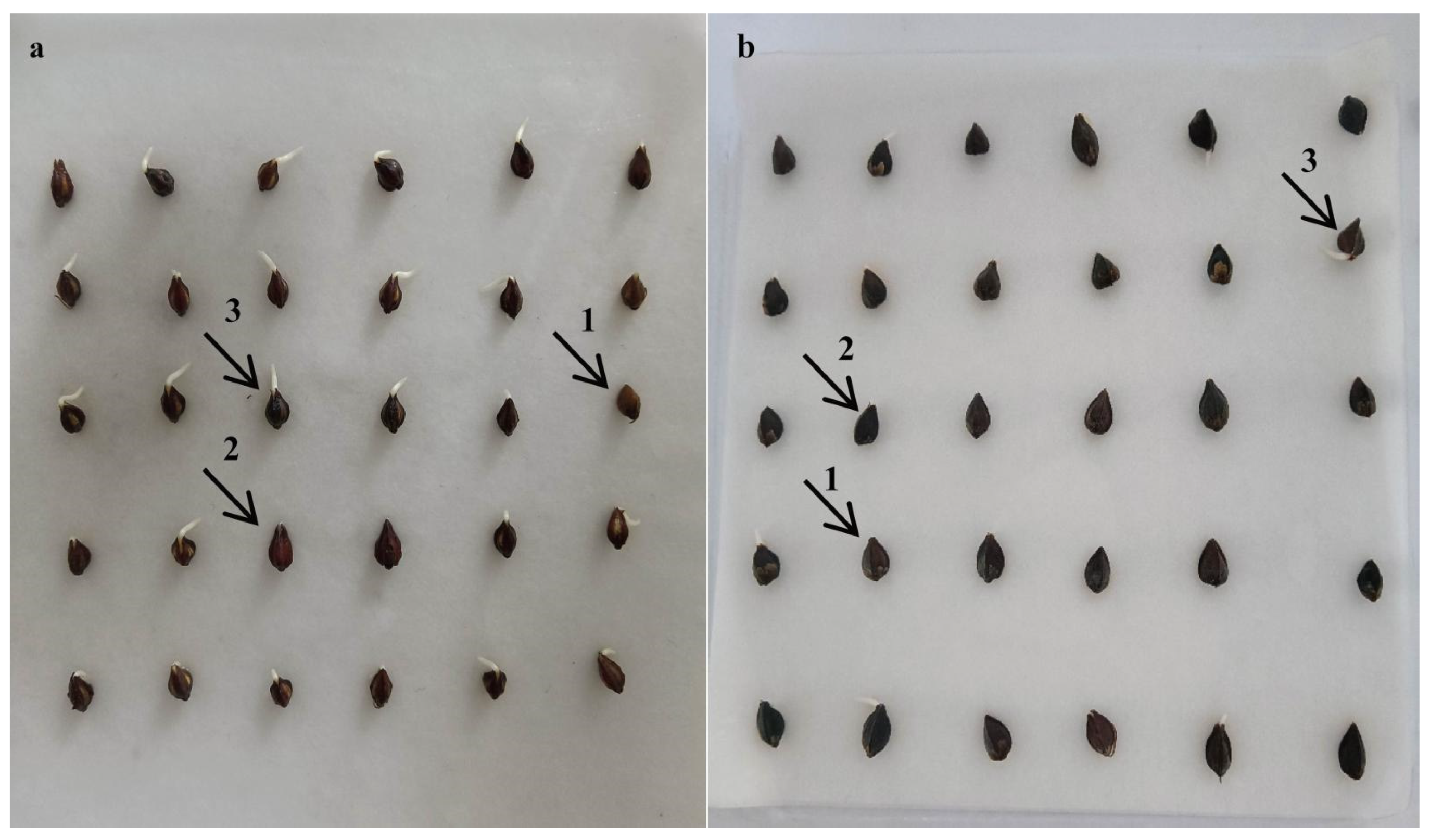 Plants 13 03360 g003