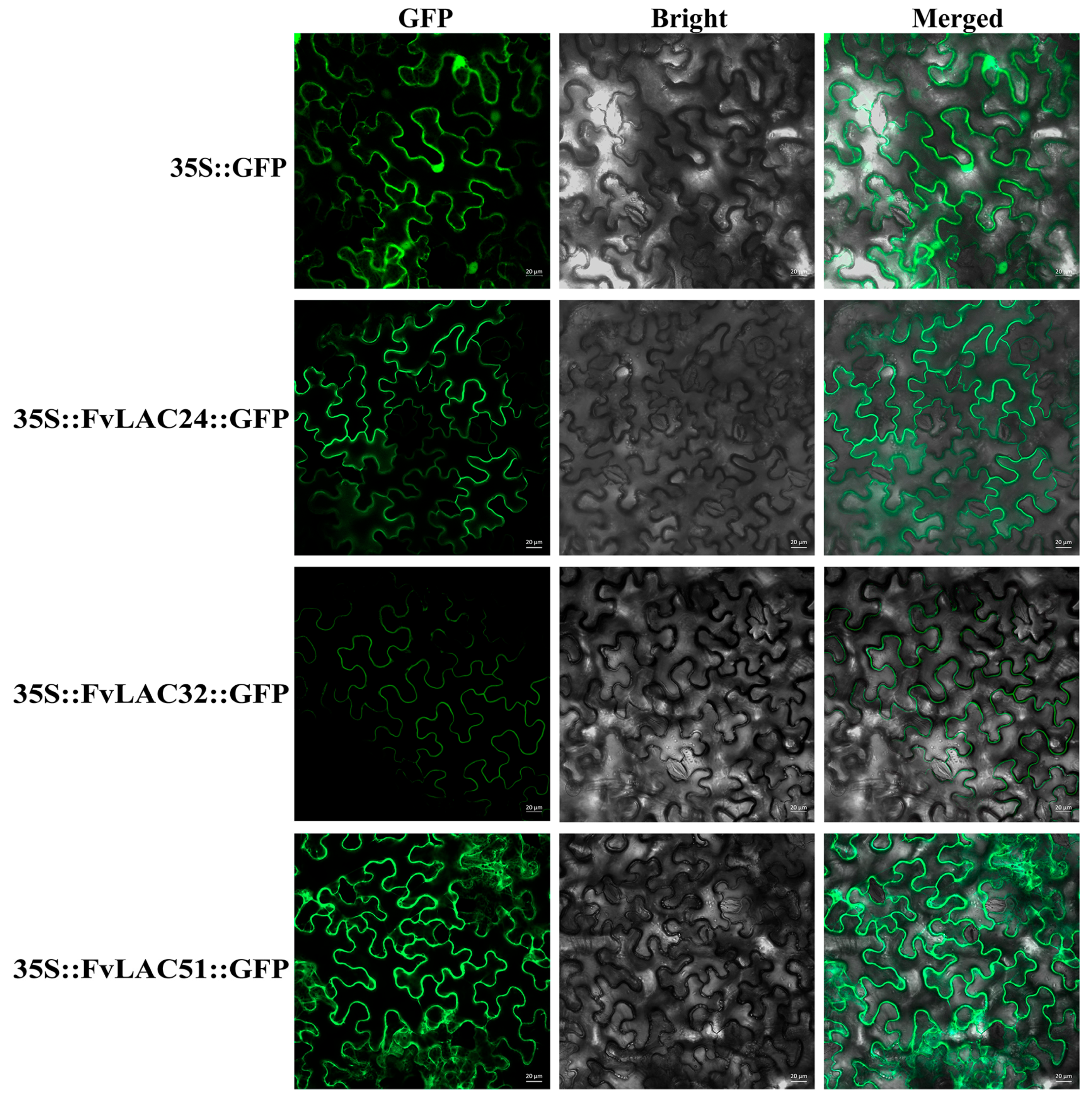 Plants 13 03366 g007