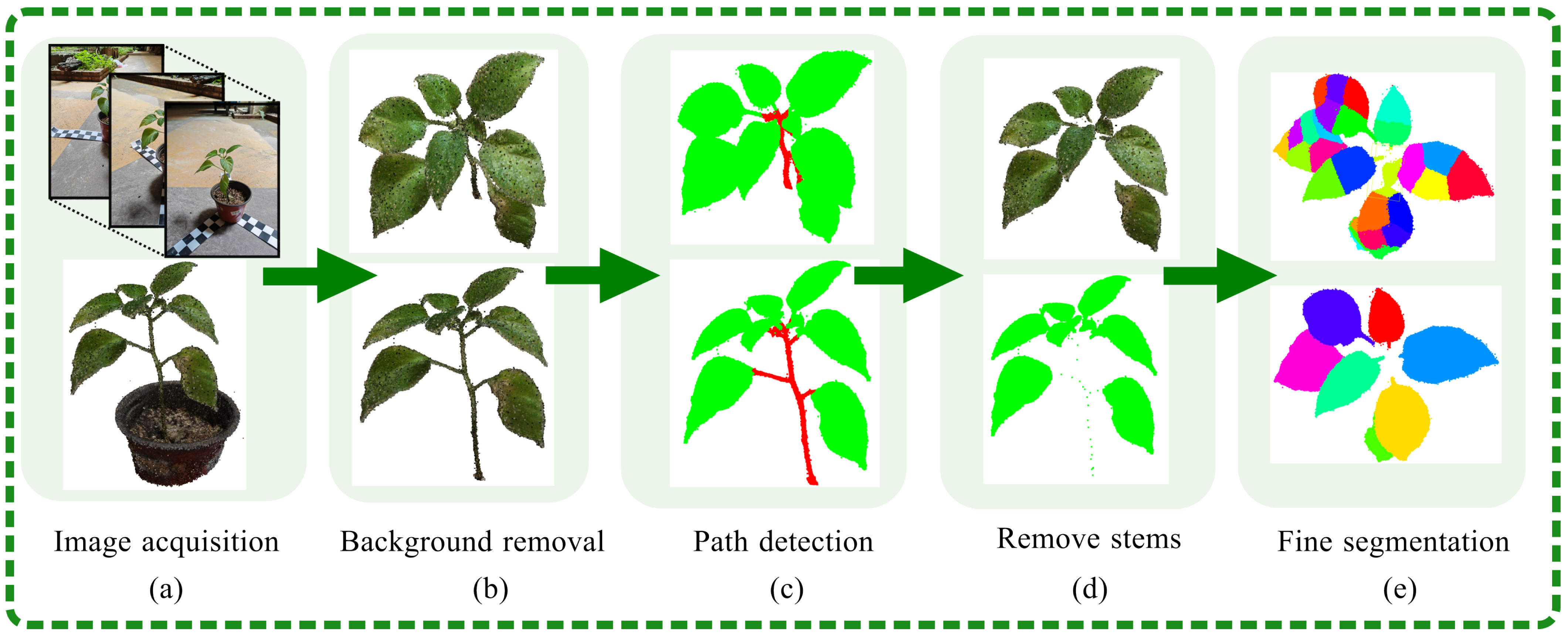 Plants 13 03368 g004