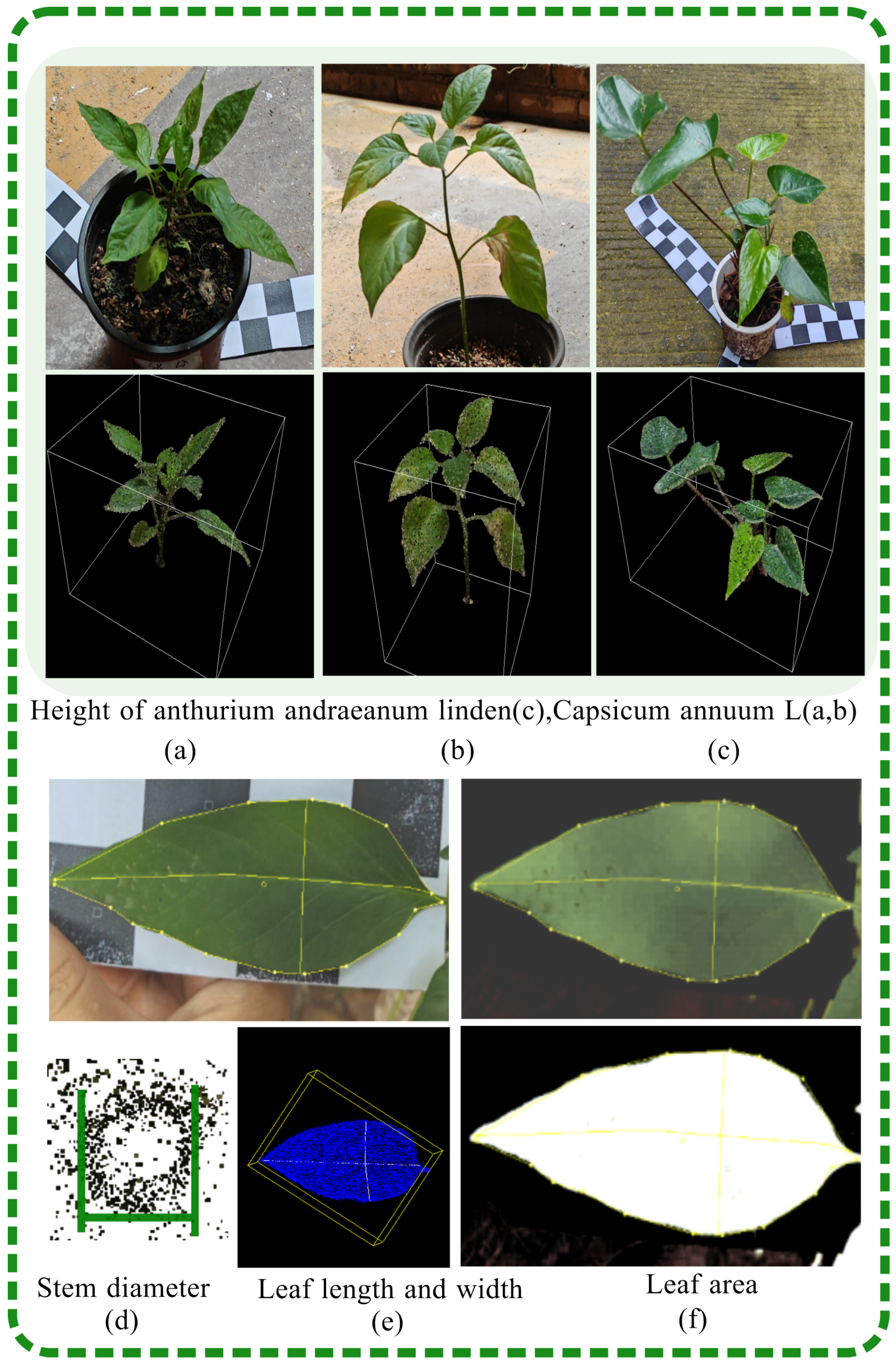 Plants 13 03368 g006