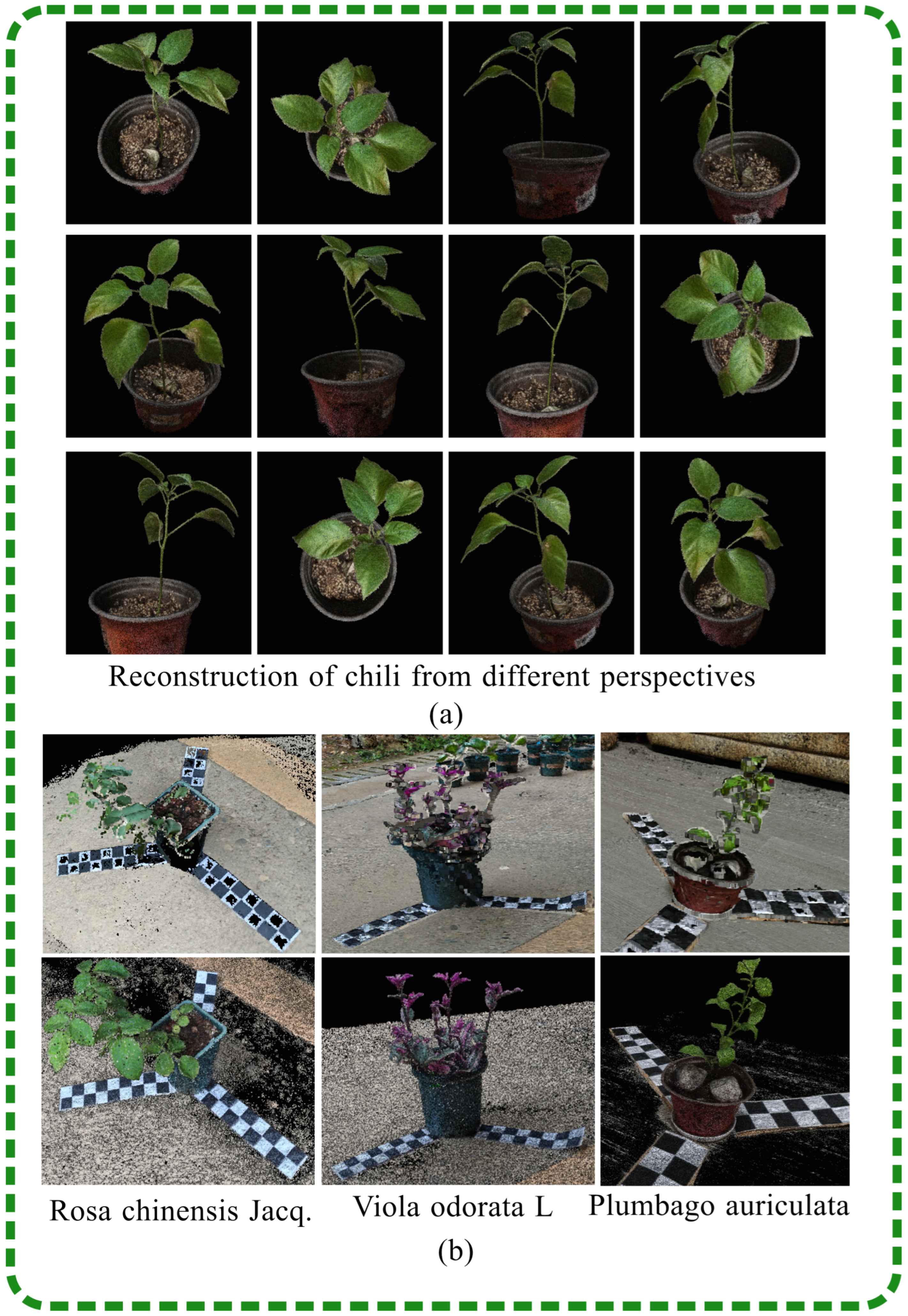 Plants 13 03368 g007