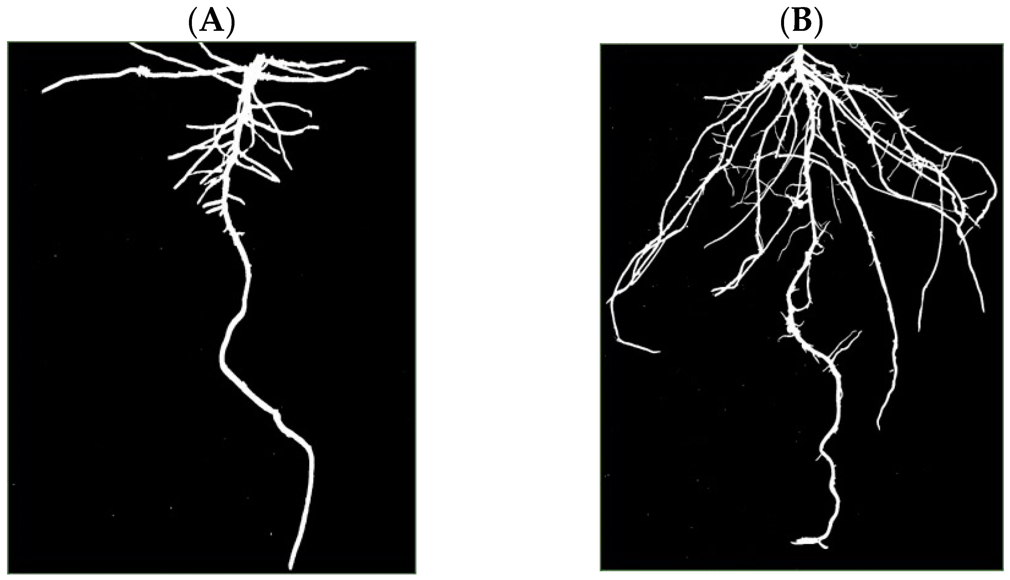 Plants 13 03369 g001