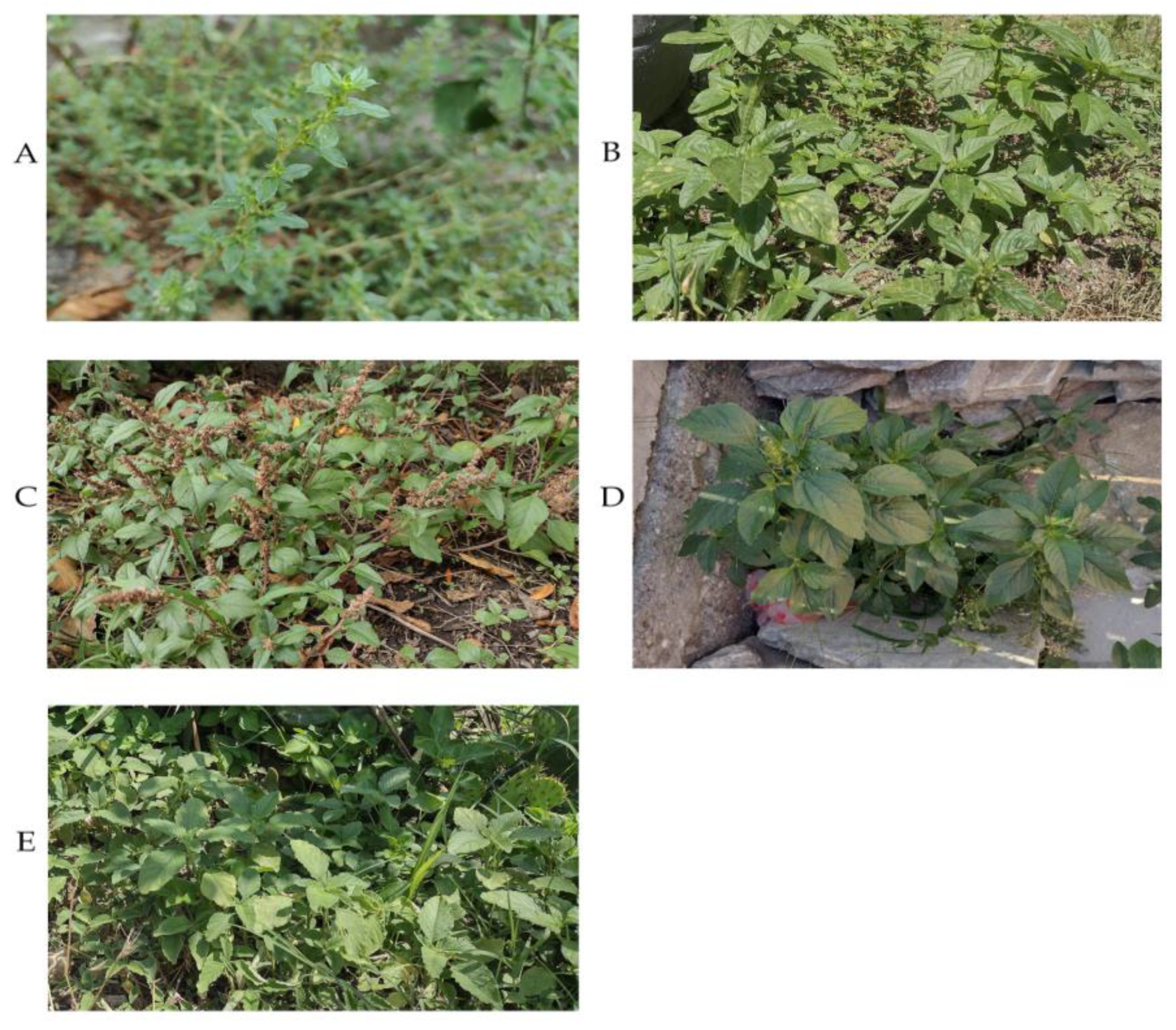Plants 13 03370 g002