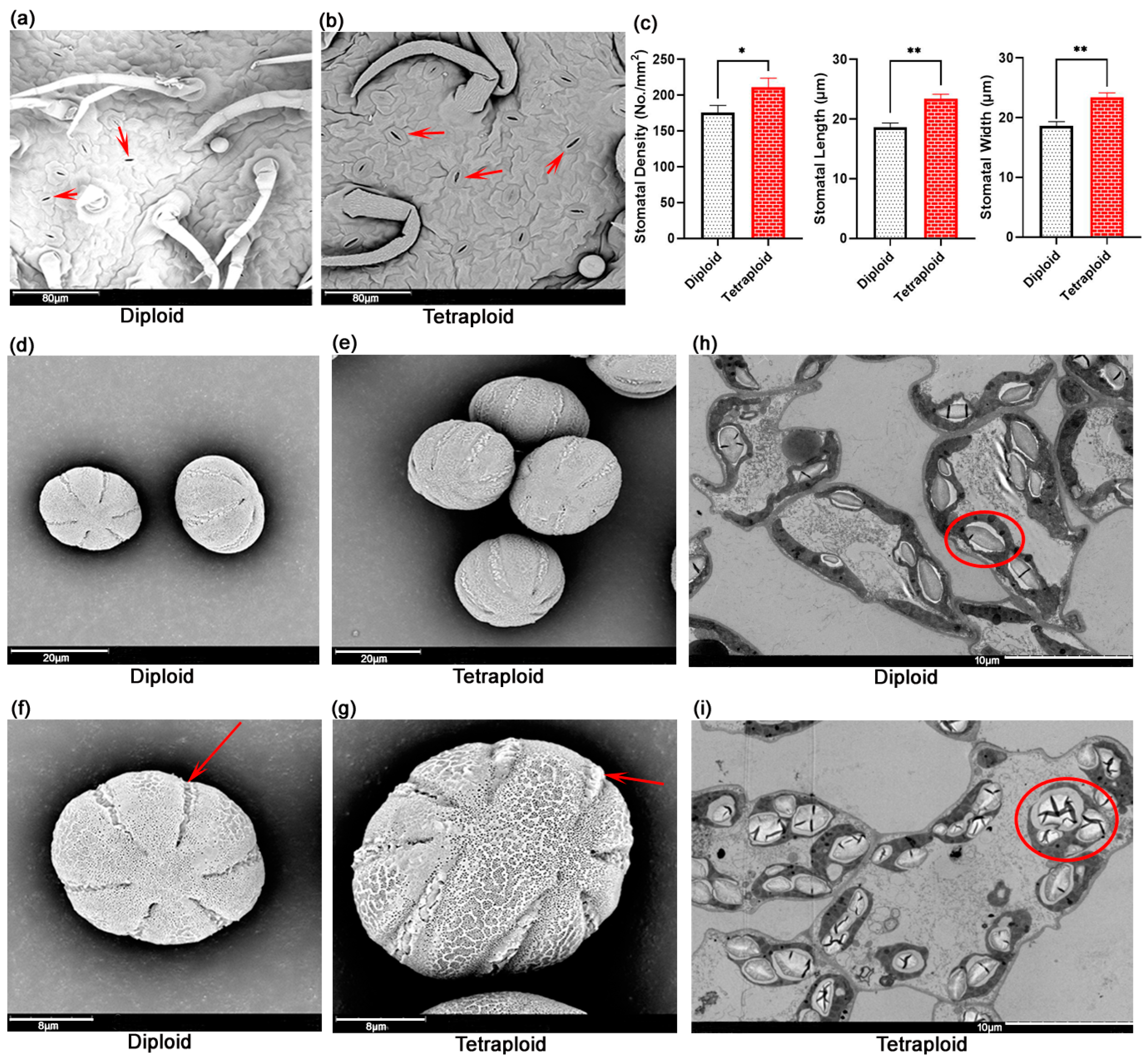 Plants 13 03374 g003