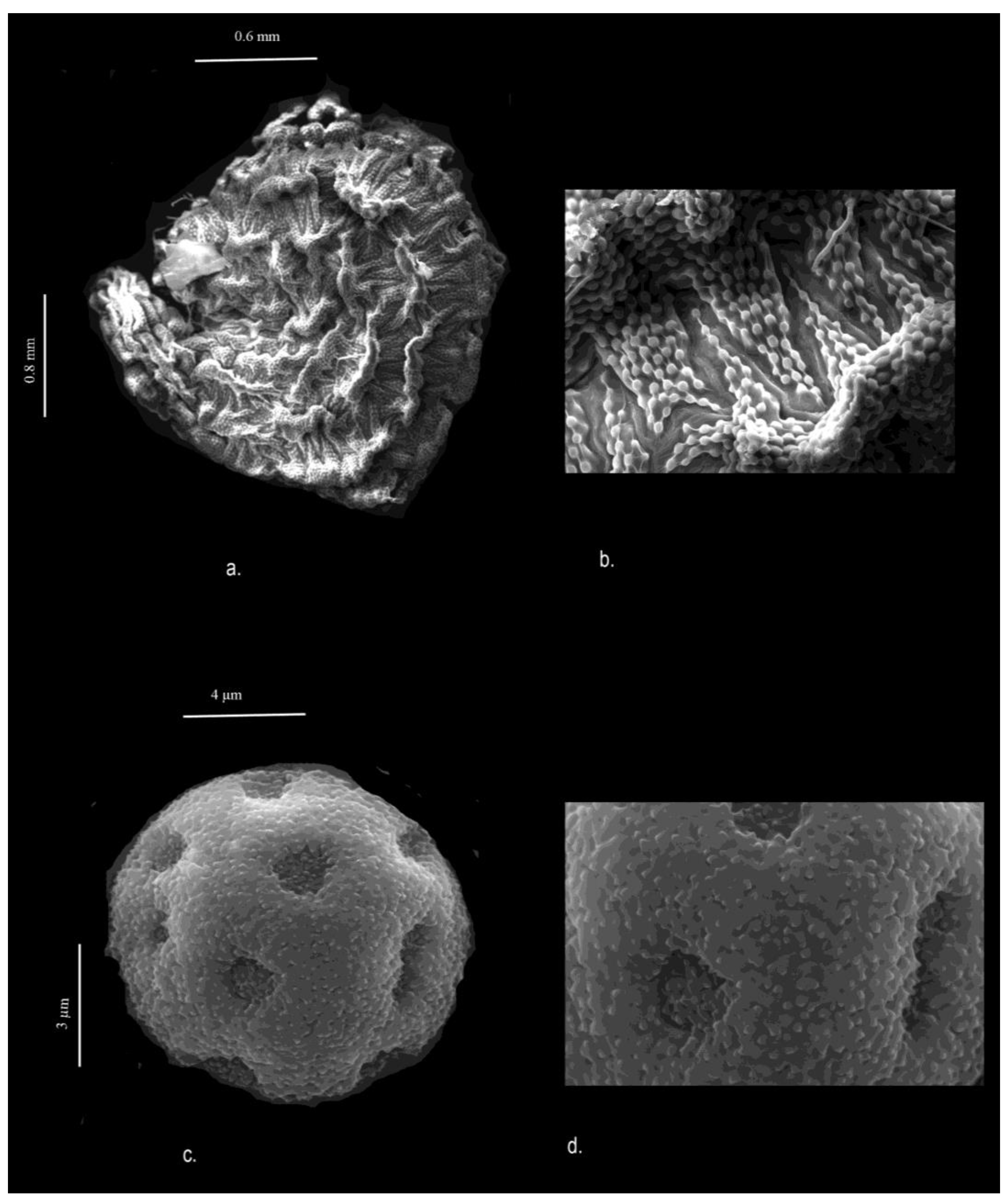 Plants 13 03378 g006