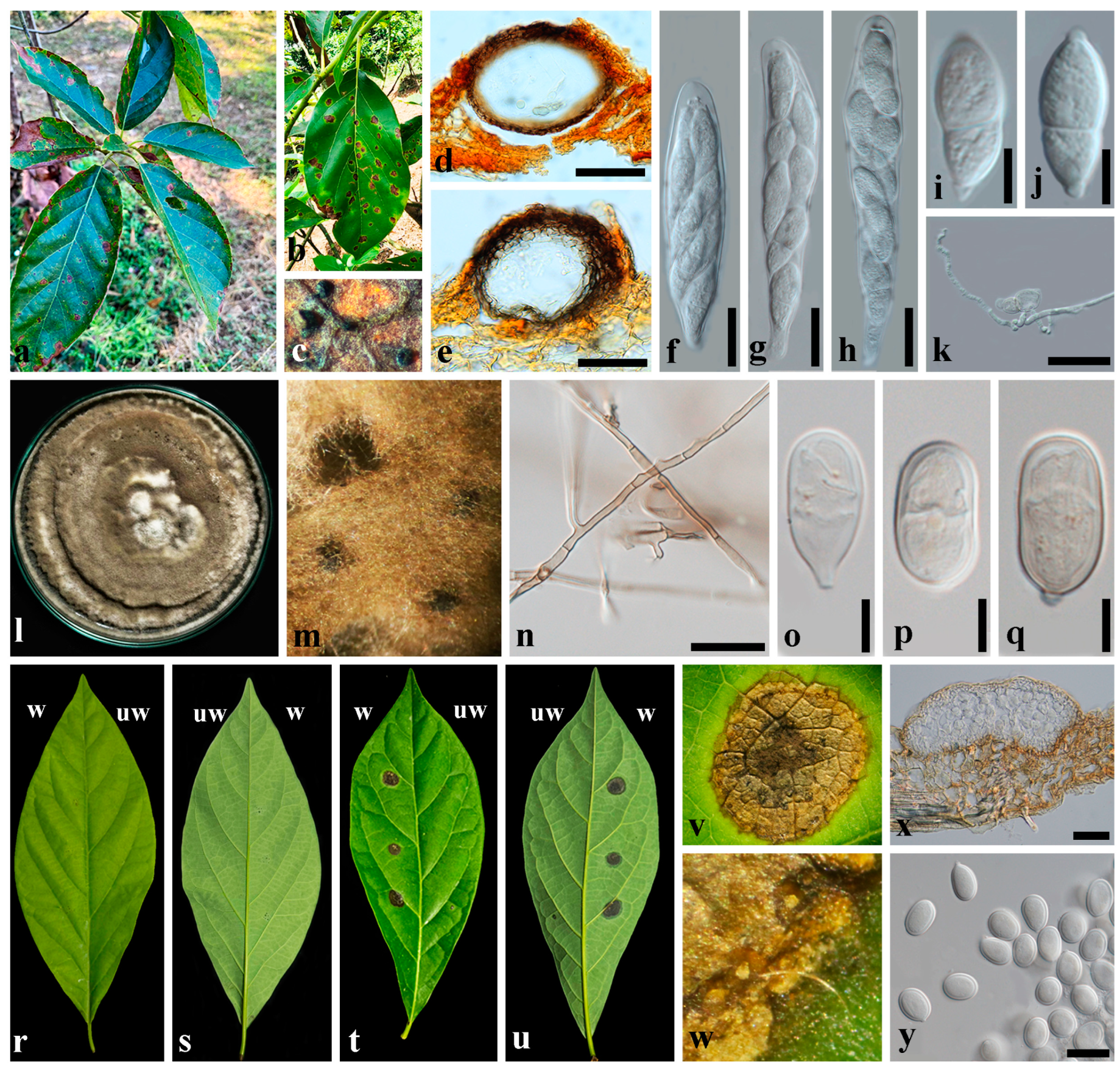 Plants 13 03379 g002