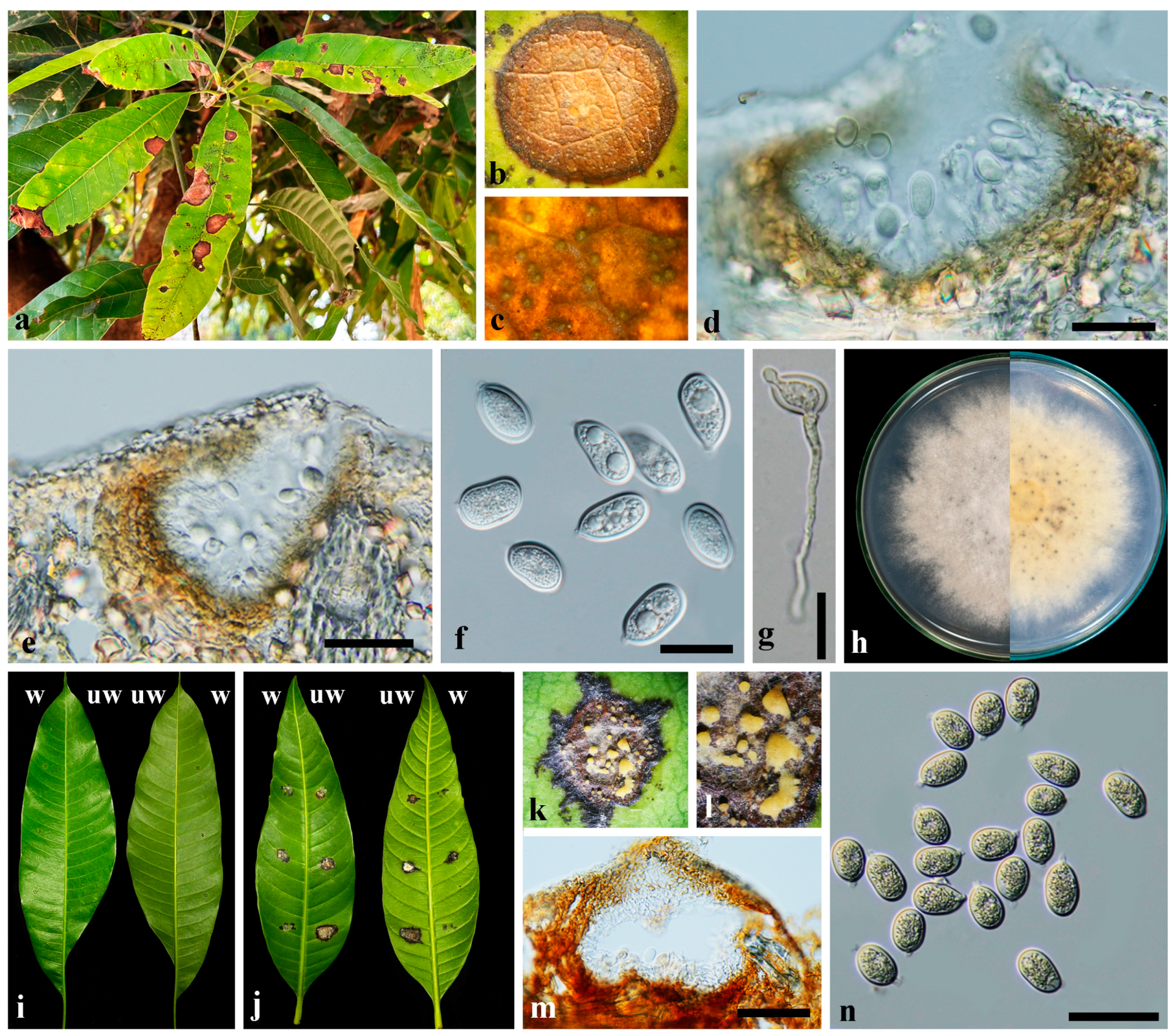 Plants 13 03379 g003