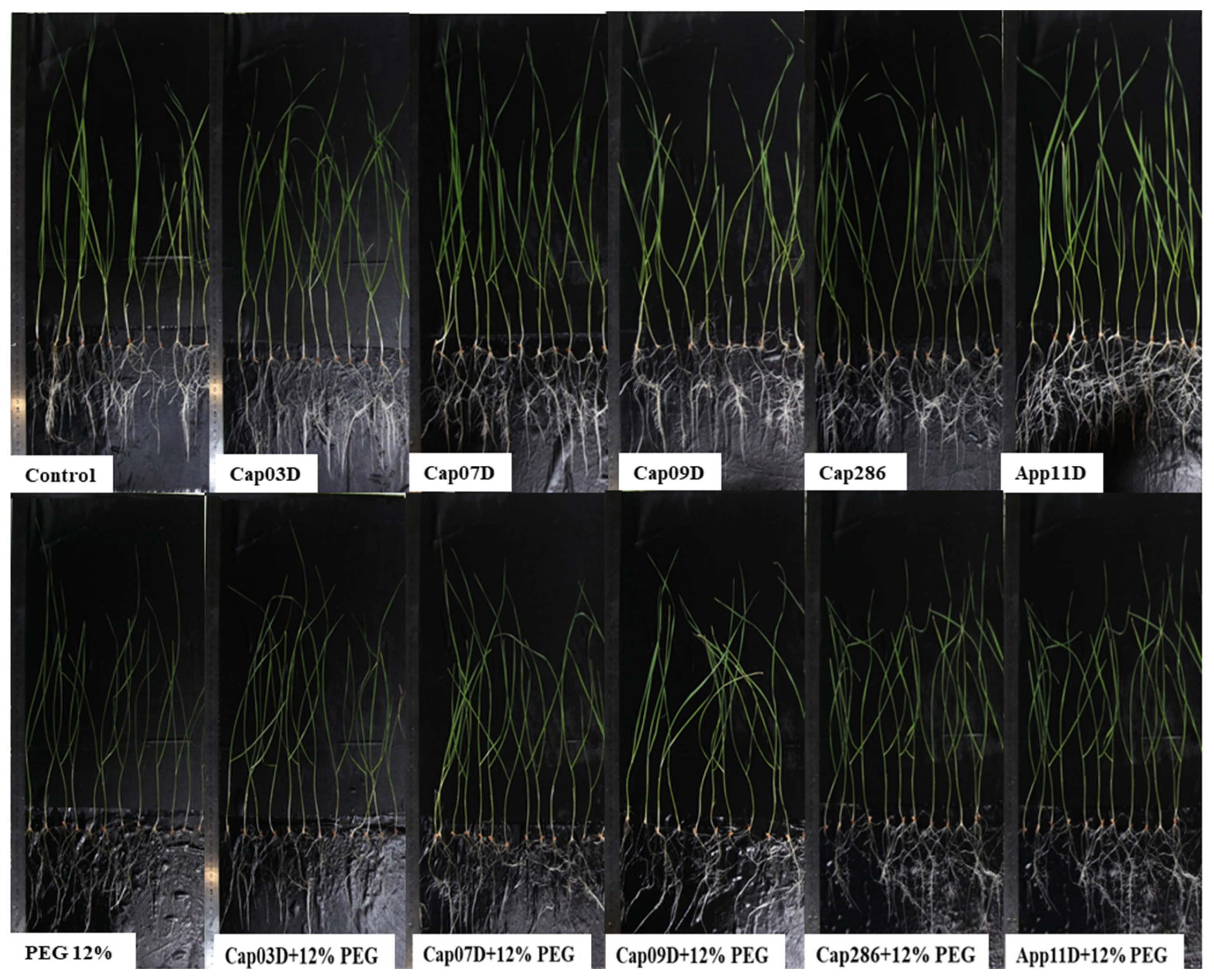 Plants 13 03381 g005