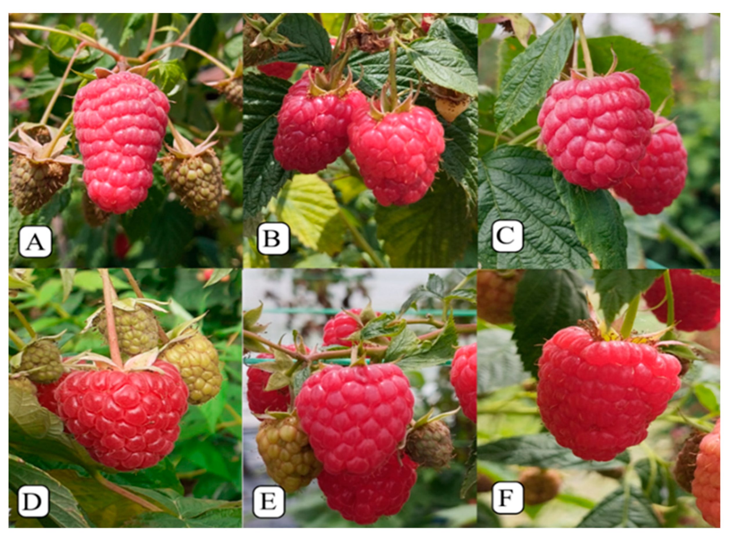 Plants 13 03382 g006