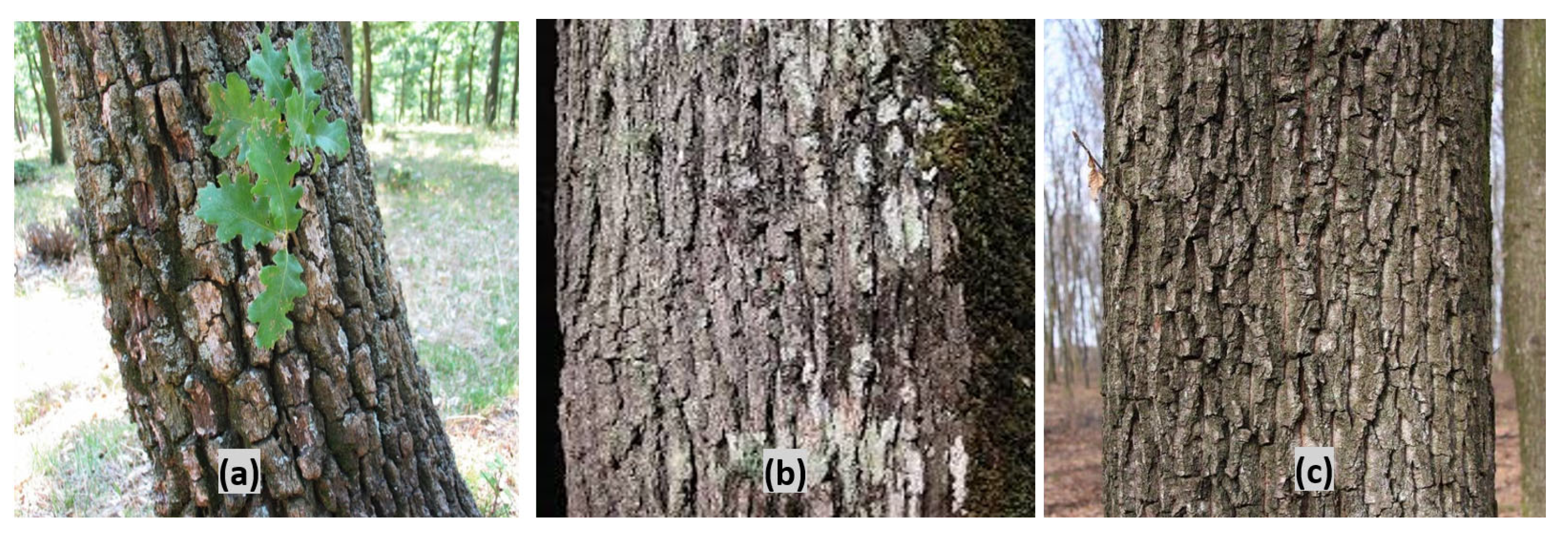 Plants 13 03390 g001