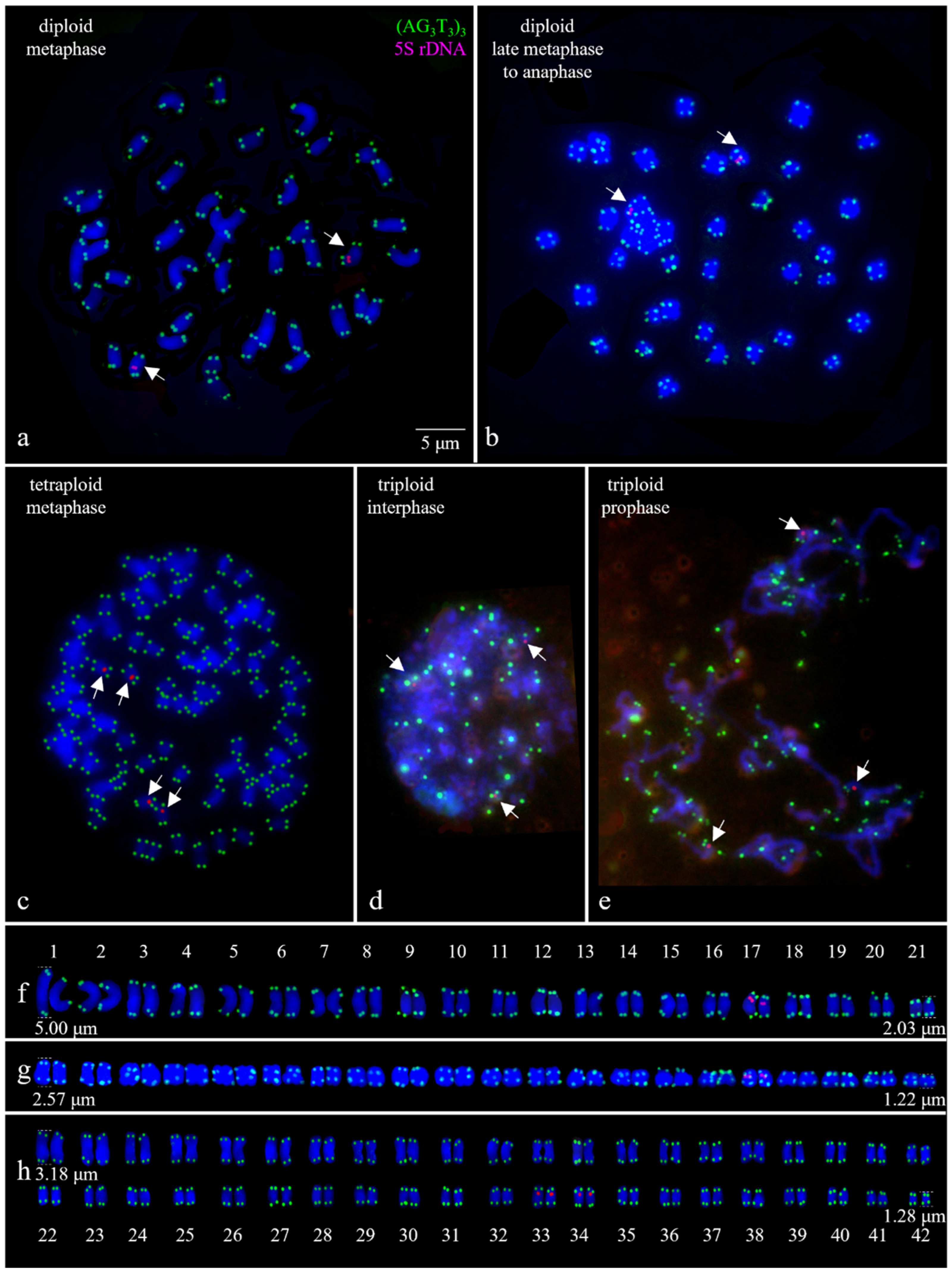 Plants 13 03394 g005
