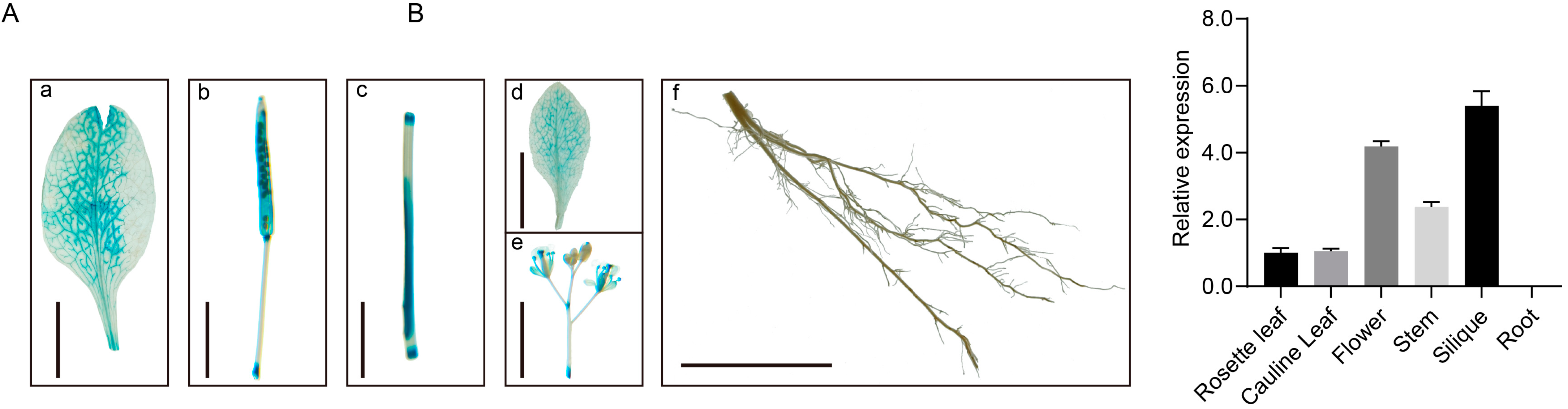 Plants 13 03402 g002