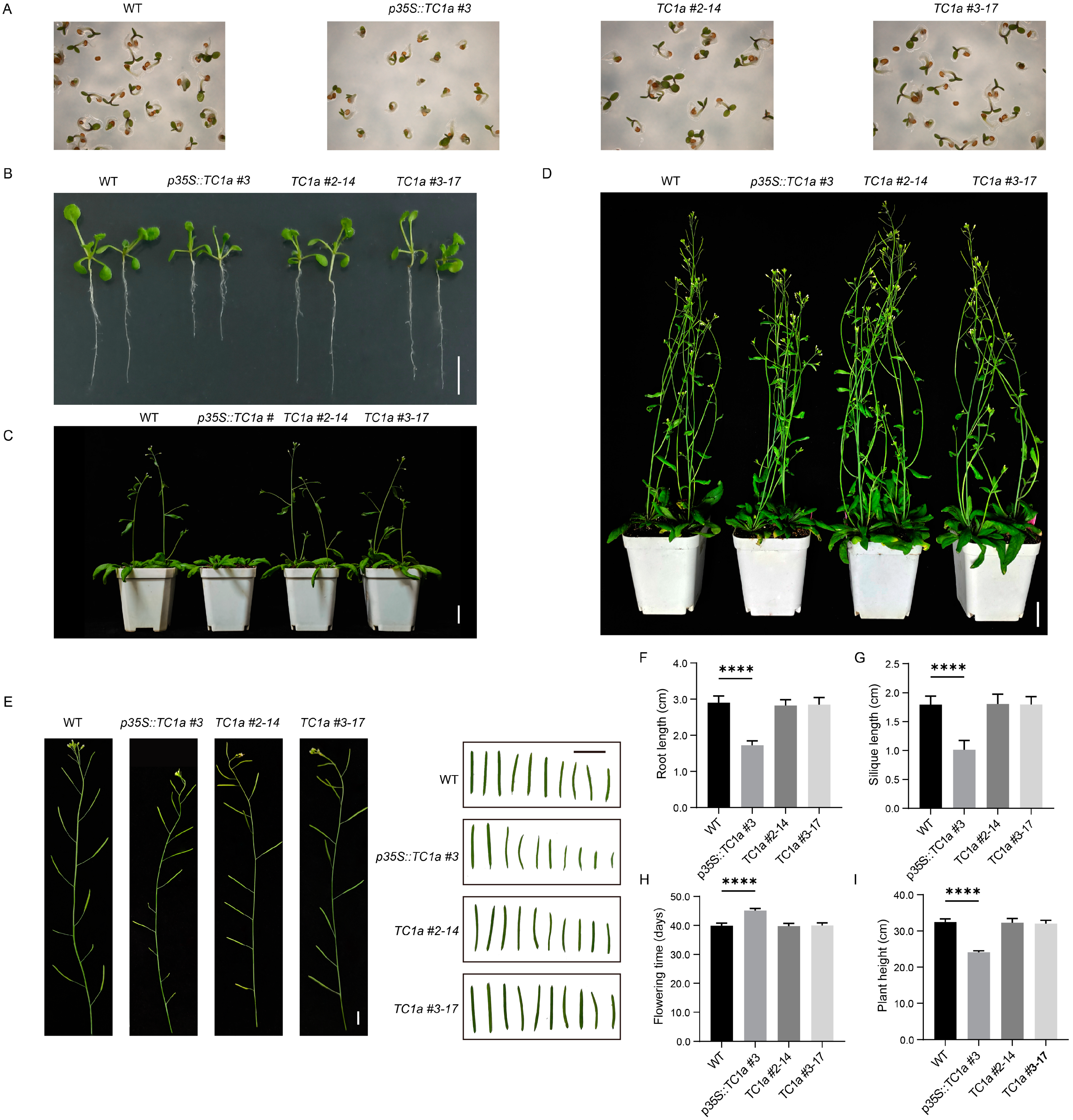 Plants 13 03402 g005